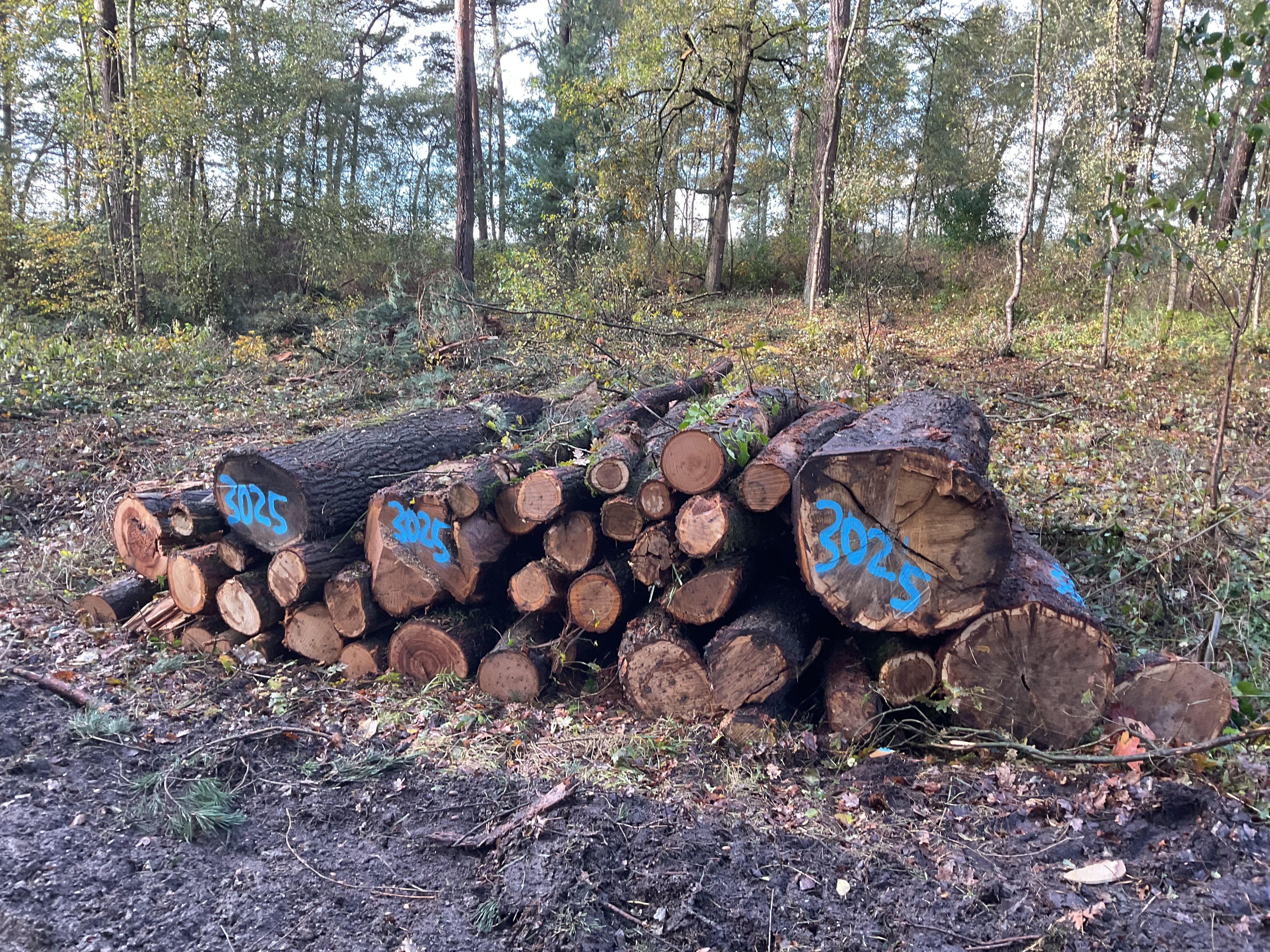 Eiche/Edelkastanie, Polter-Nr. 3025