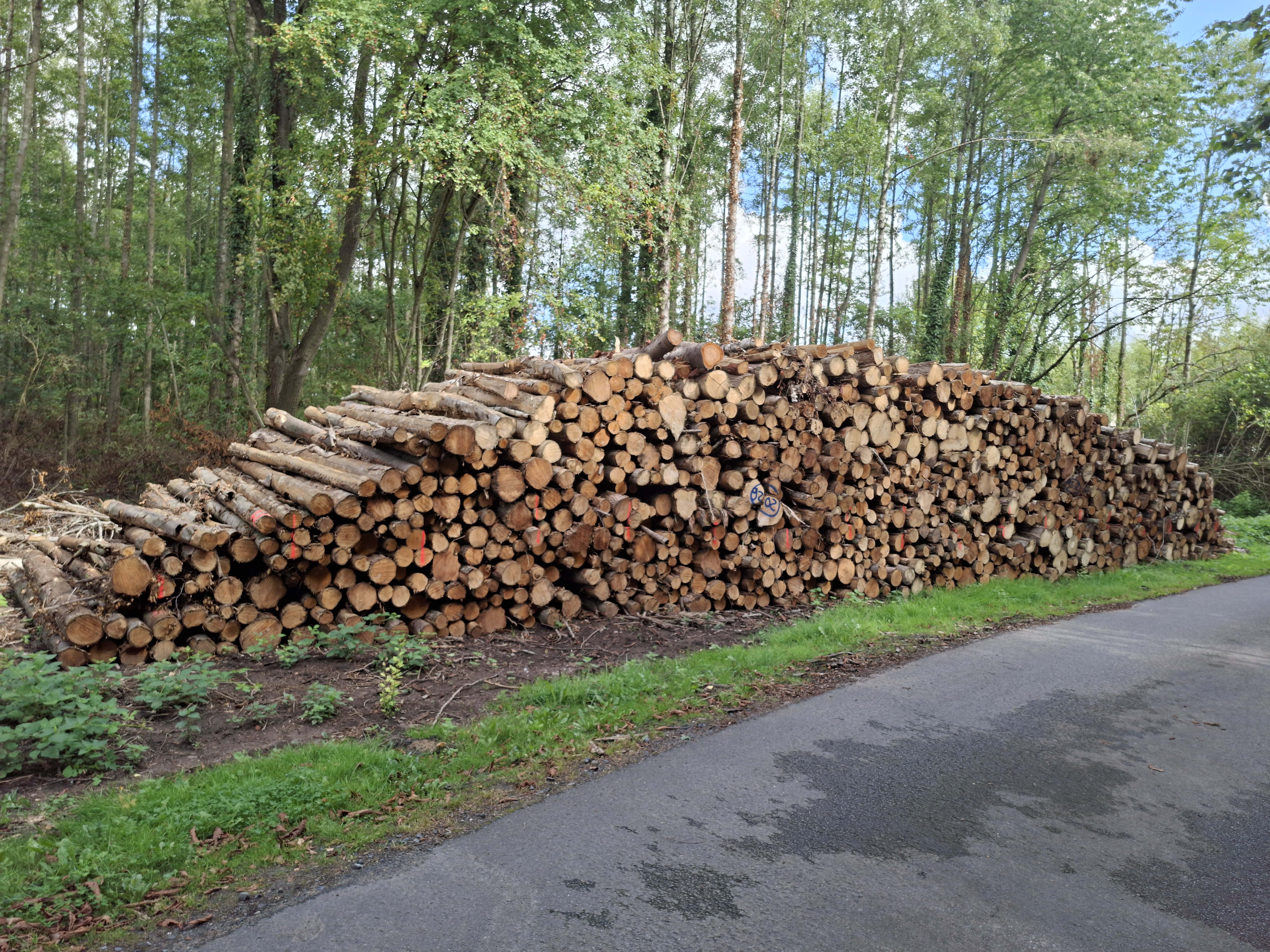 Erle/Pappel, Polter-Nr. 9202