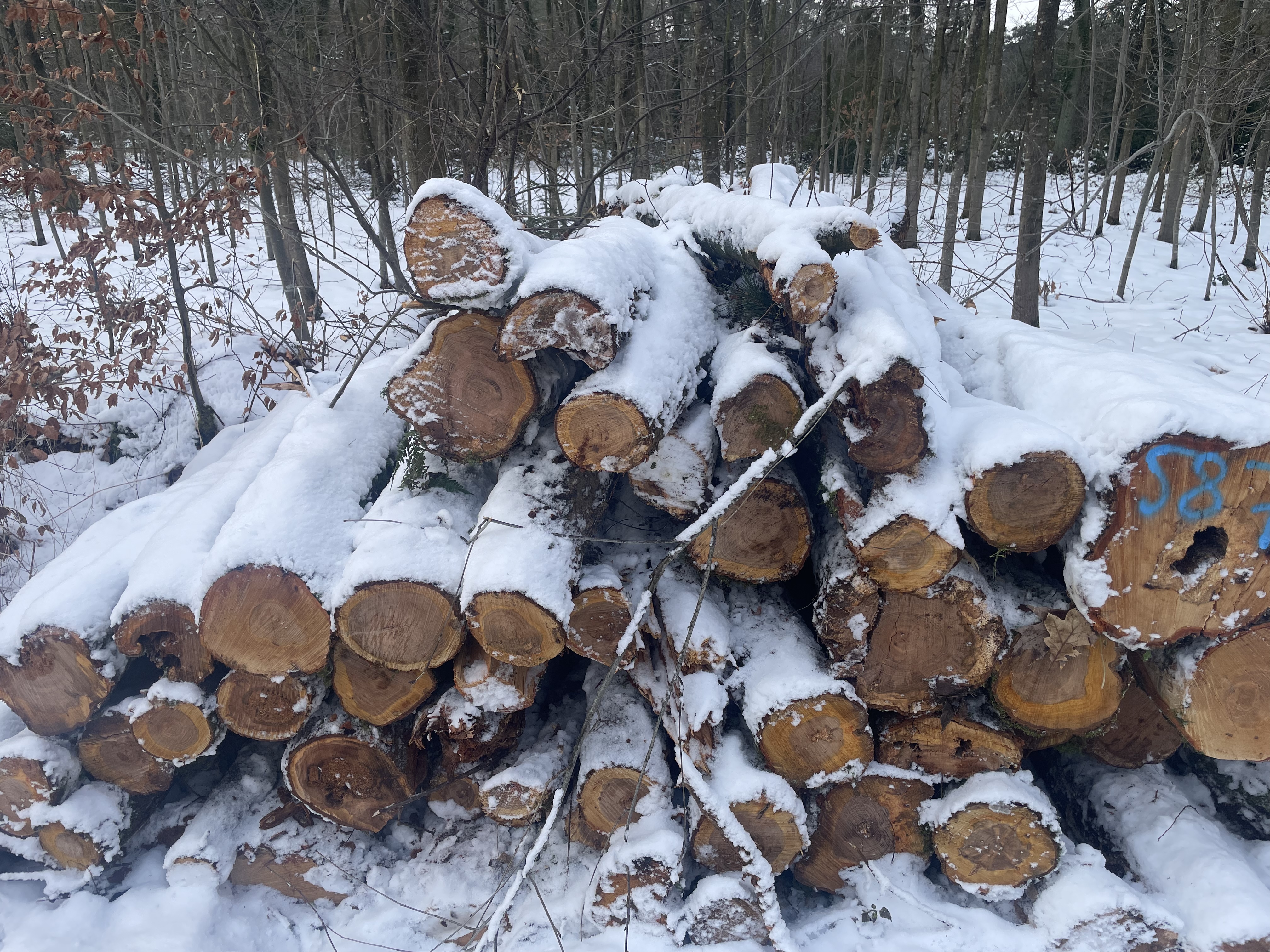 Kirsche, Polter-Nr. 587