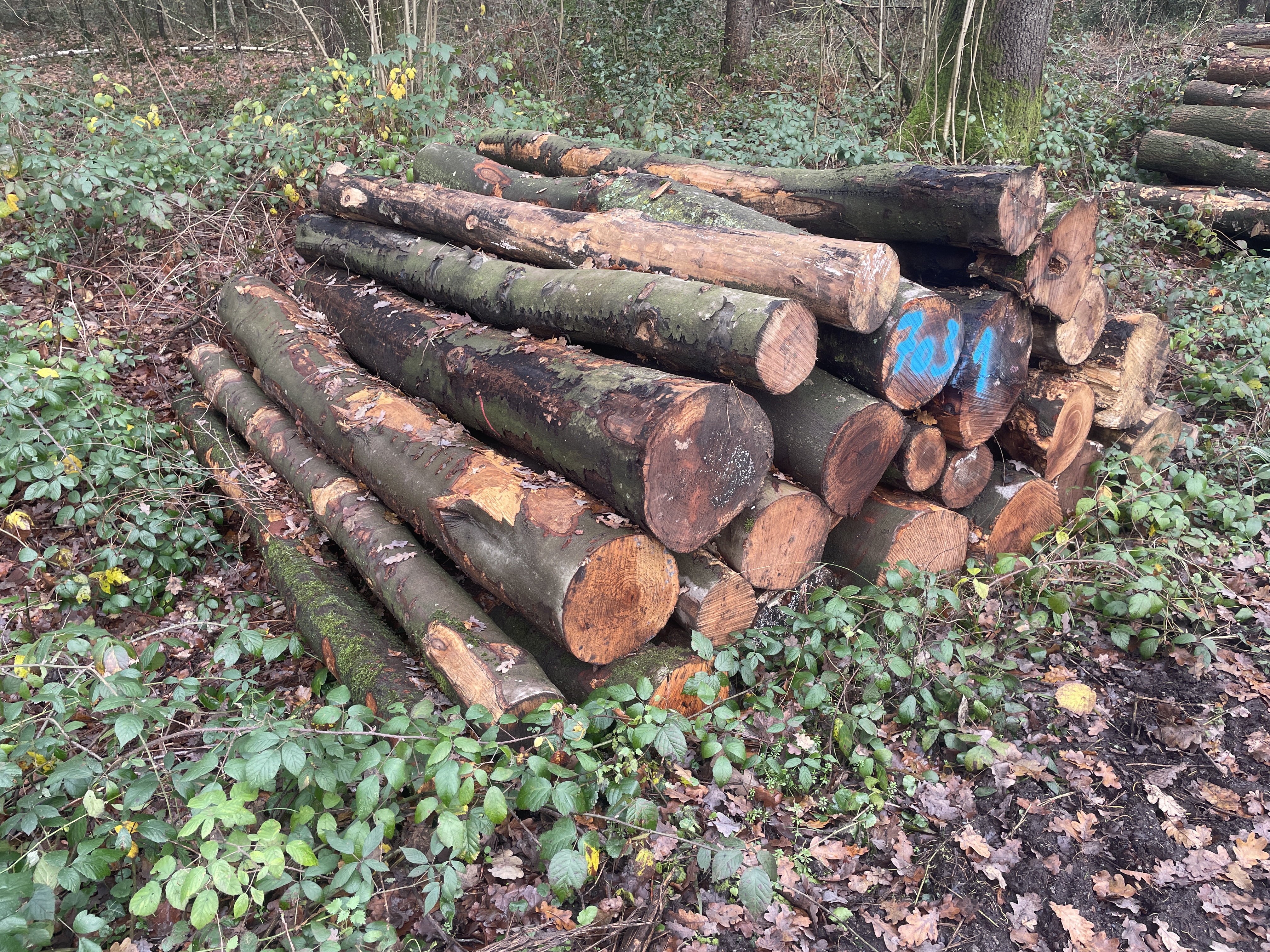 Buche, Polter-Nr. 7031