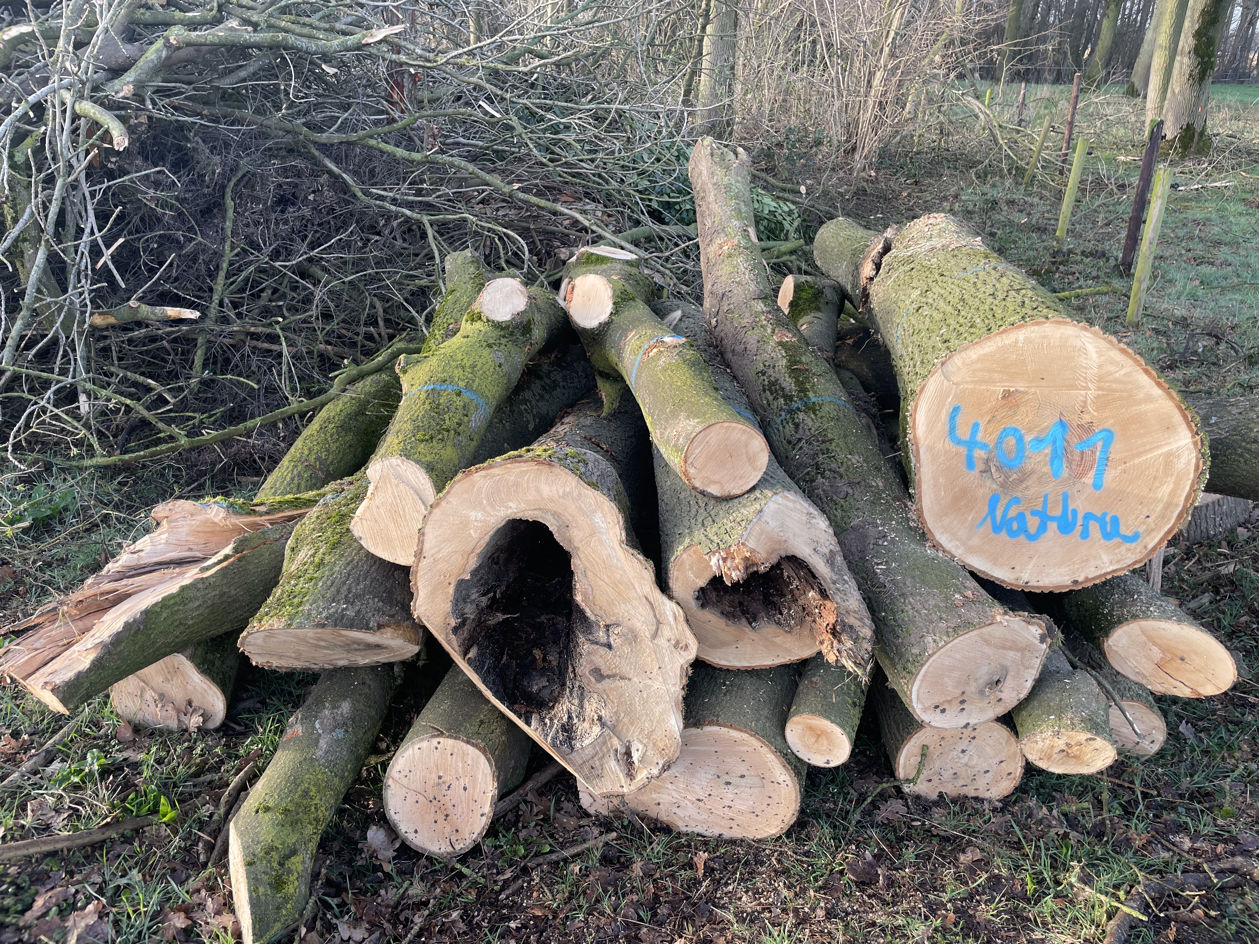 Esche, Polter-Nr. 4011