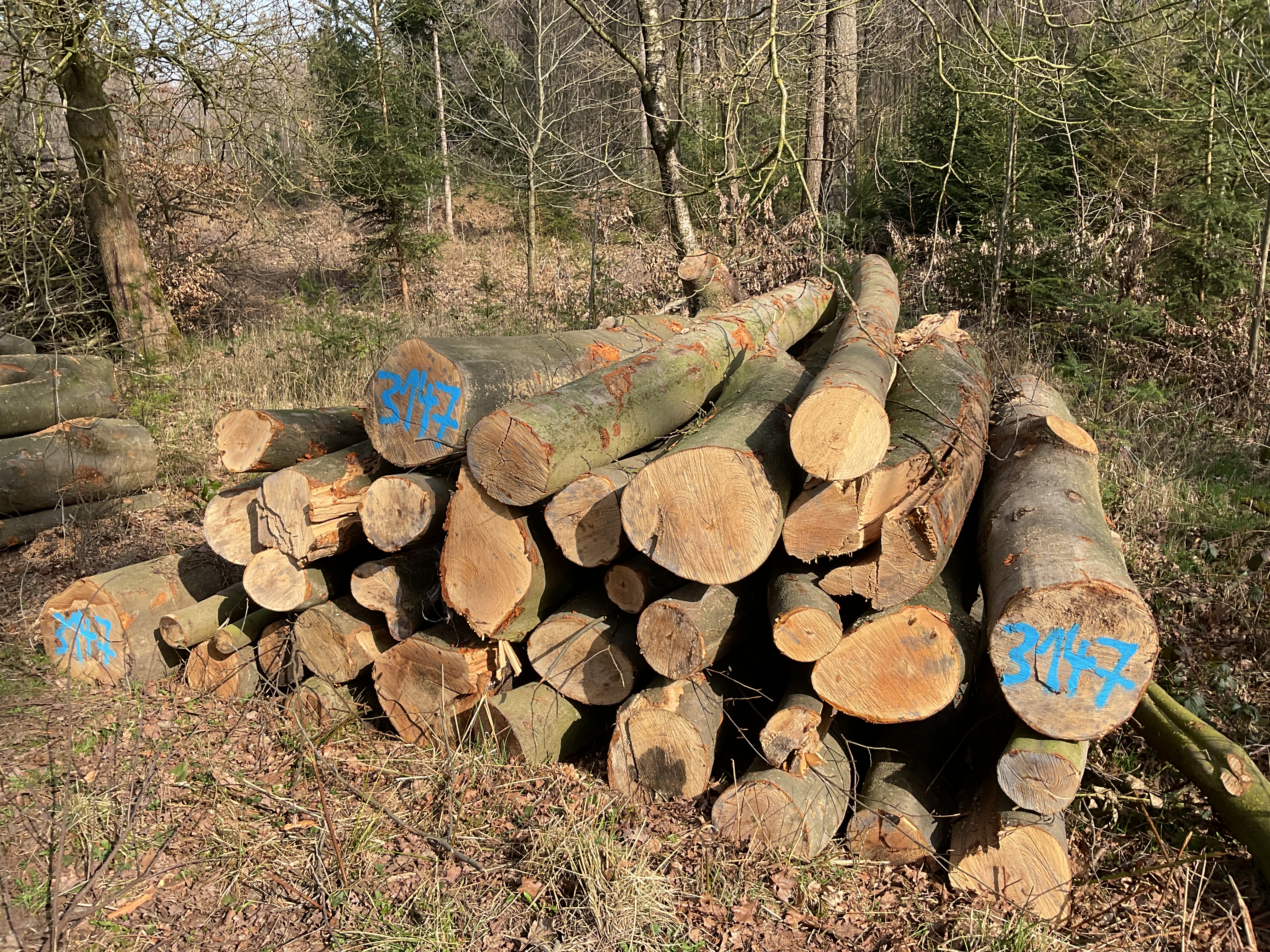 Buche, Polter-Nr. 3147