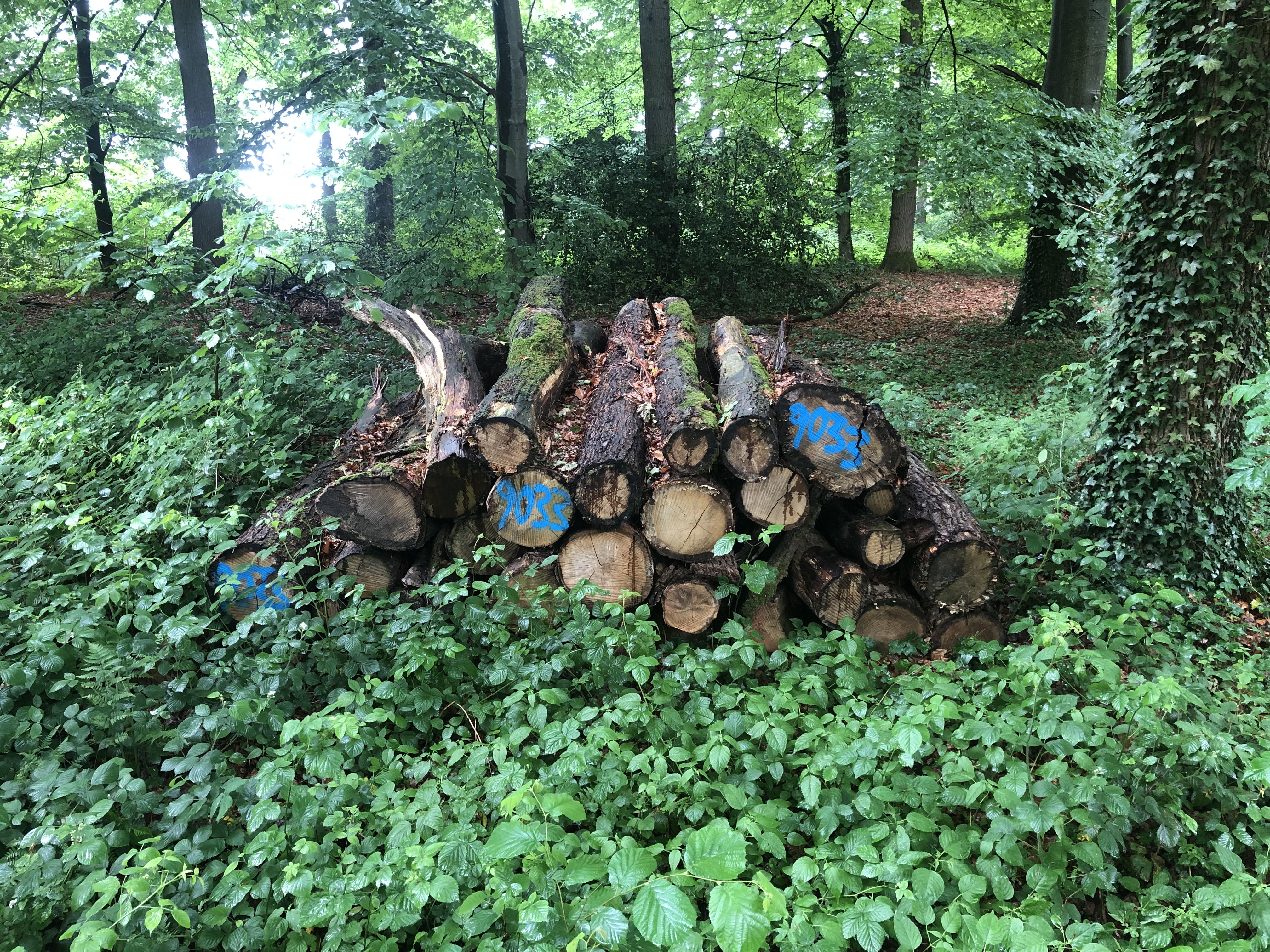 Eiche, Polter-Nr. 9033