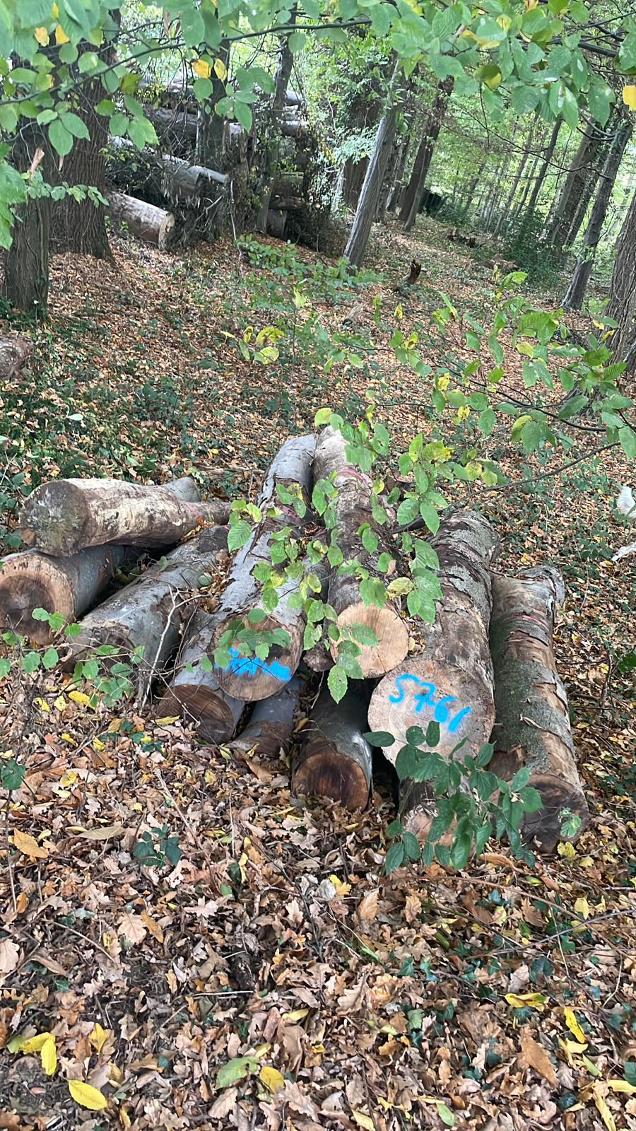 Buche, Polter-Nr. 5761 Buche, Polter-Nr. 5761