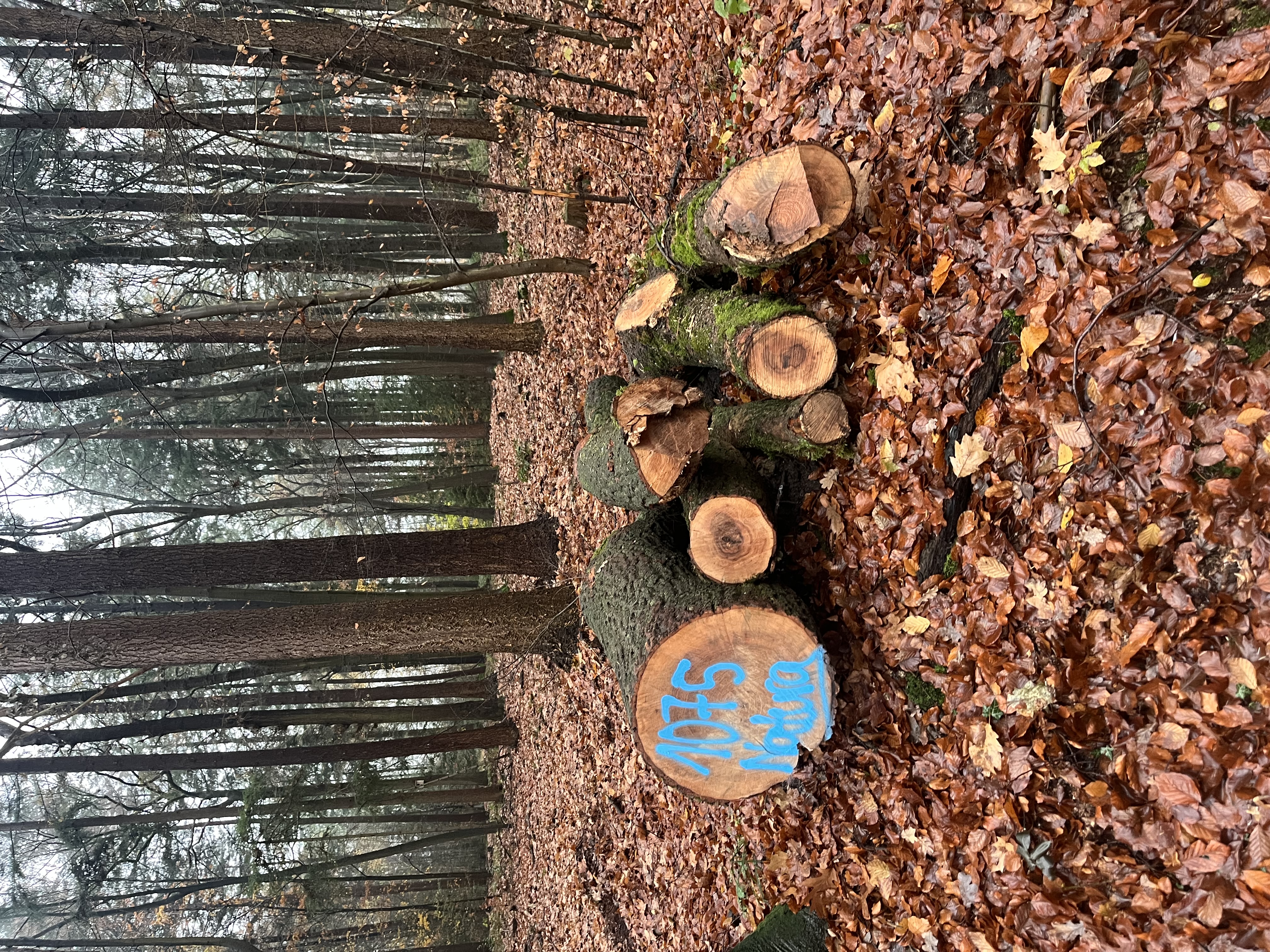 Eiche, Polter-Nr. 1075