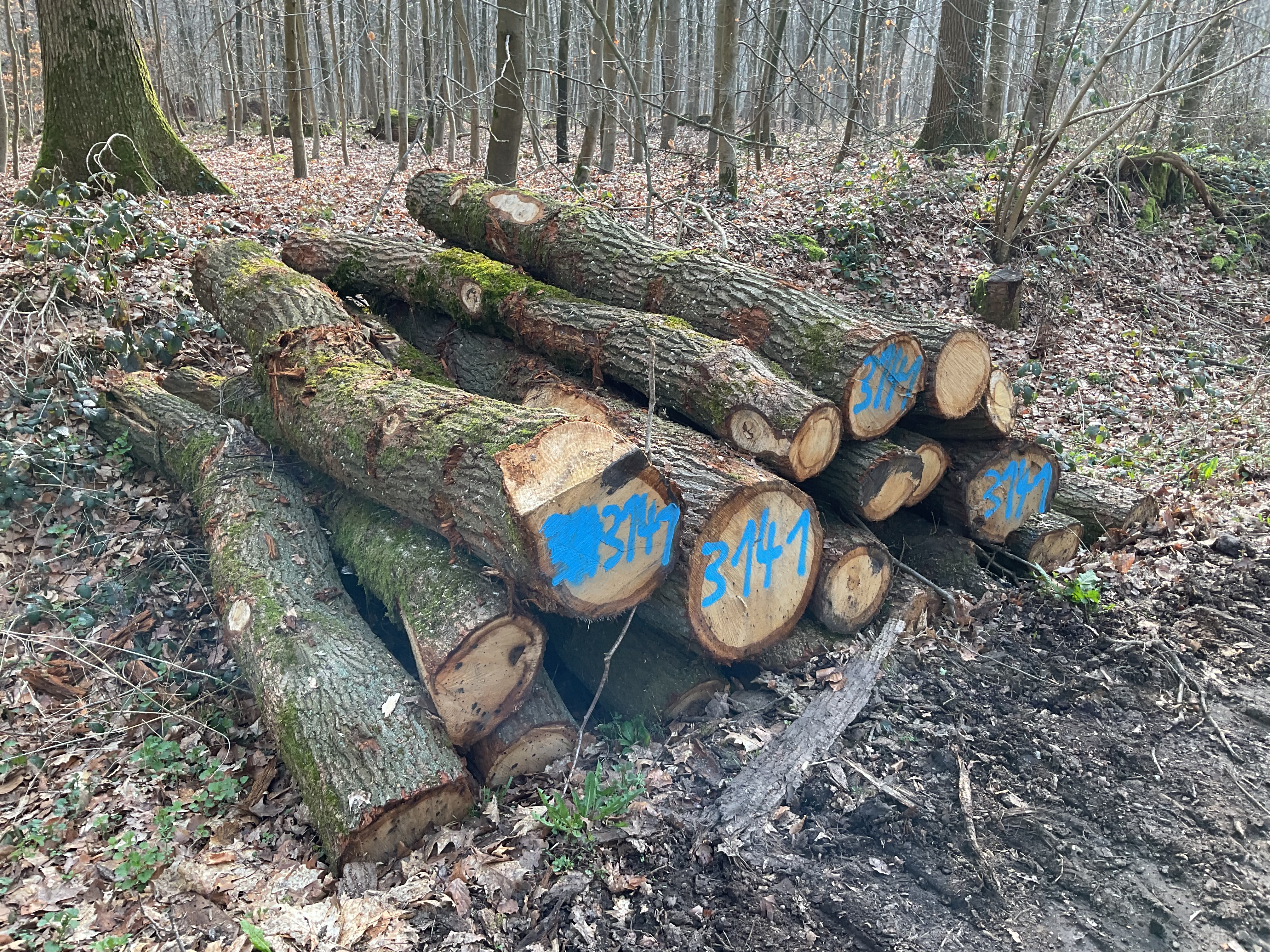 Eiche, Polter-Nr. 3141