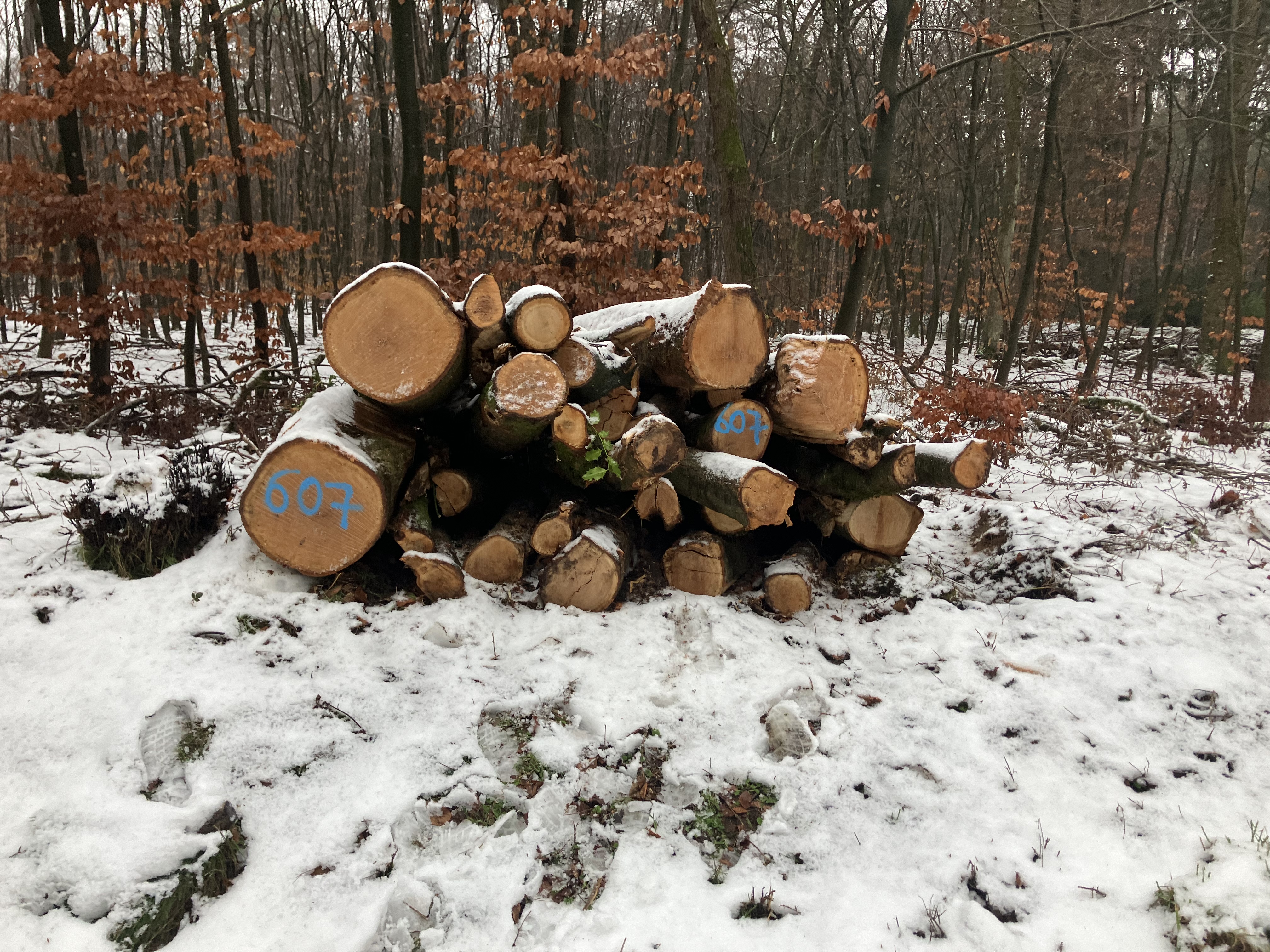 Roteiche, Polter-Nr. 607