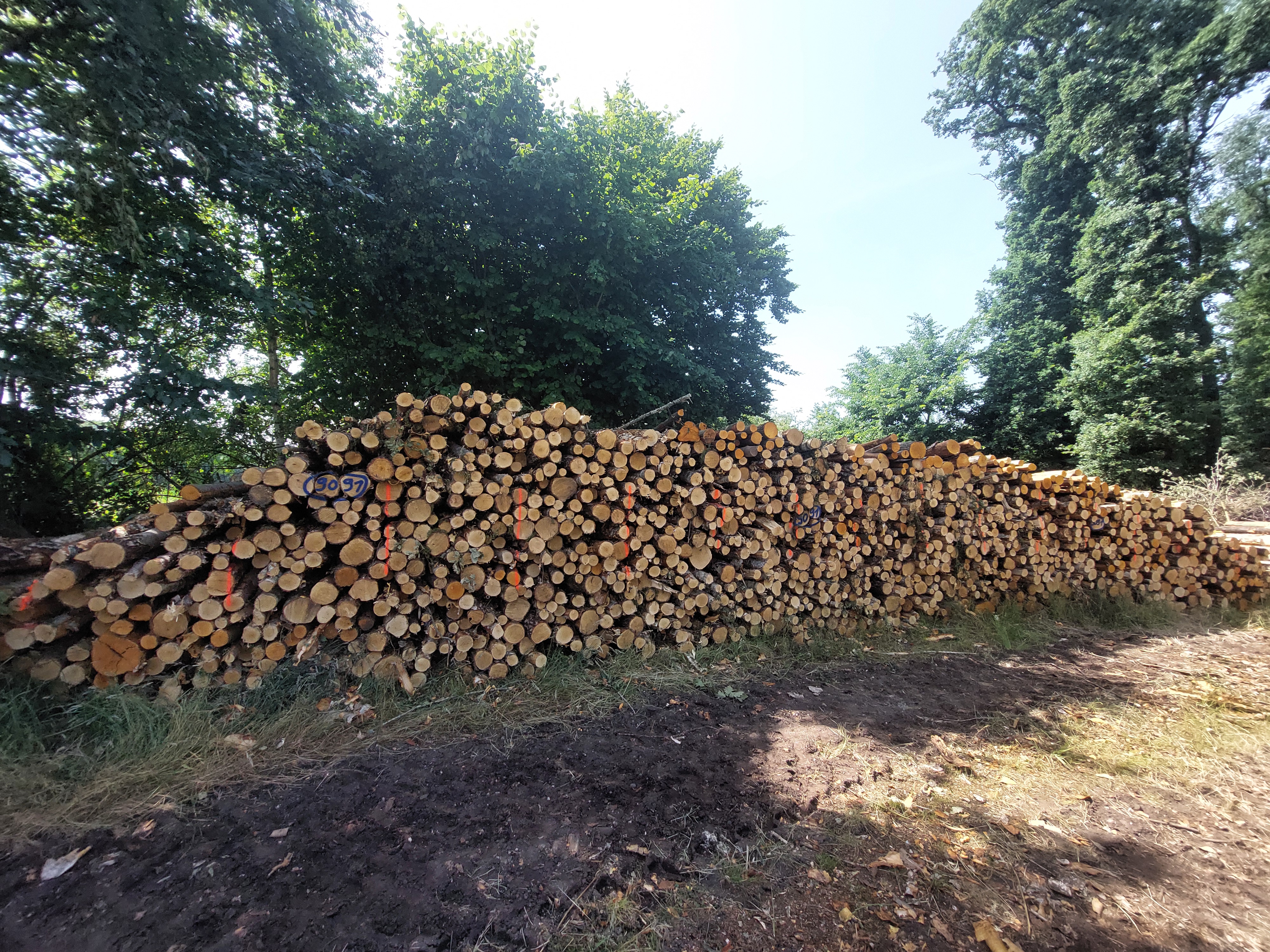 Birke, Polter-Nr. 9091