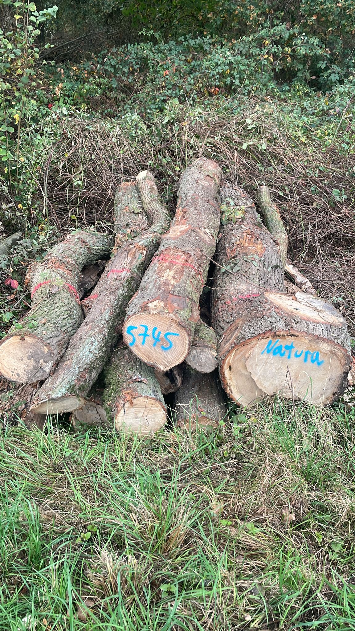 Eiche, Polter-Nr. 5745 Eiche, Polter-Nr. 5745