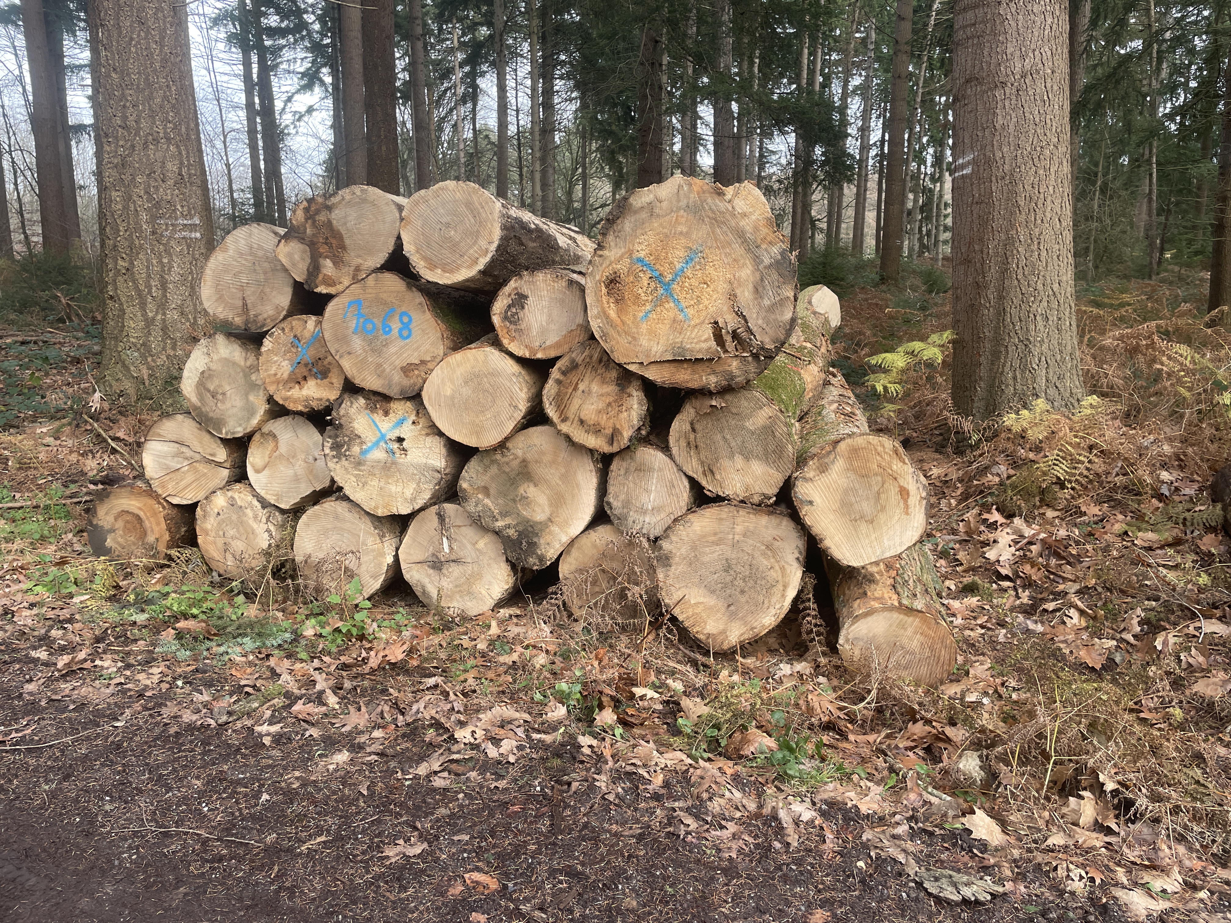 Esche, Polter-Nr. 7068