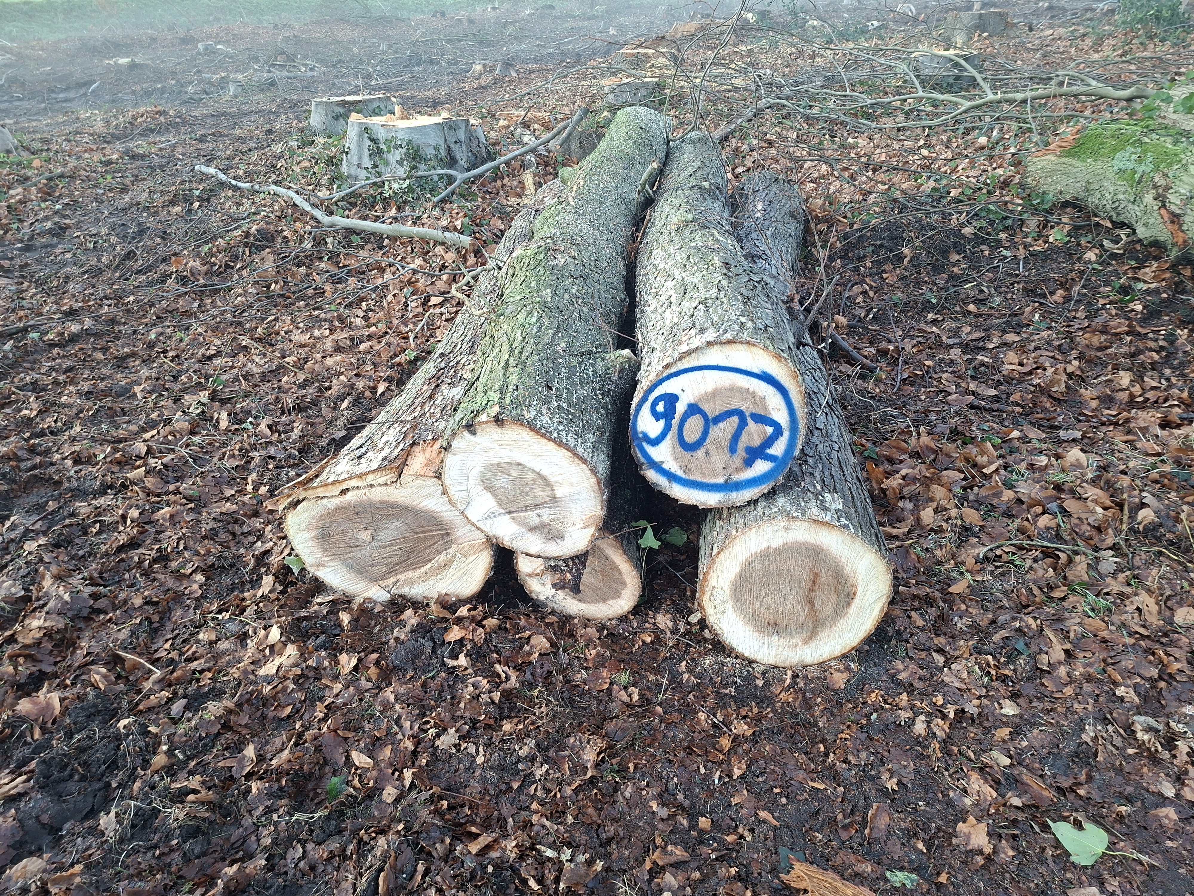 Ulme, Polter-Nr. 9017