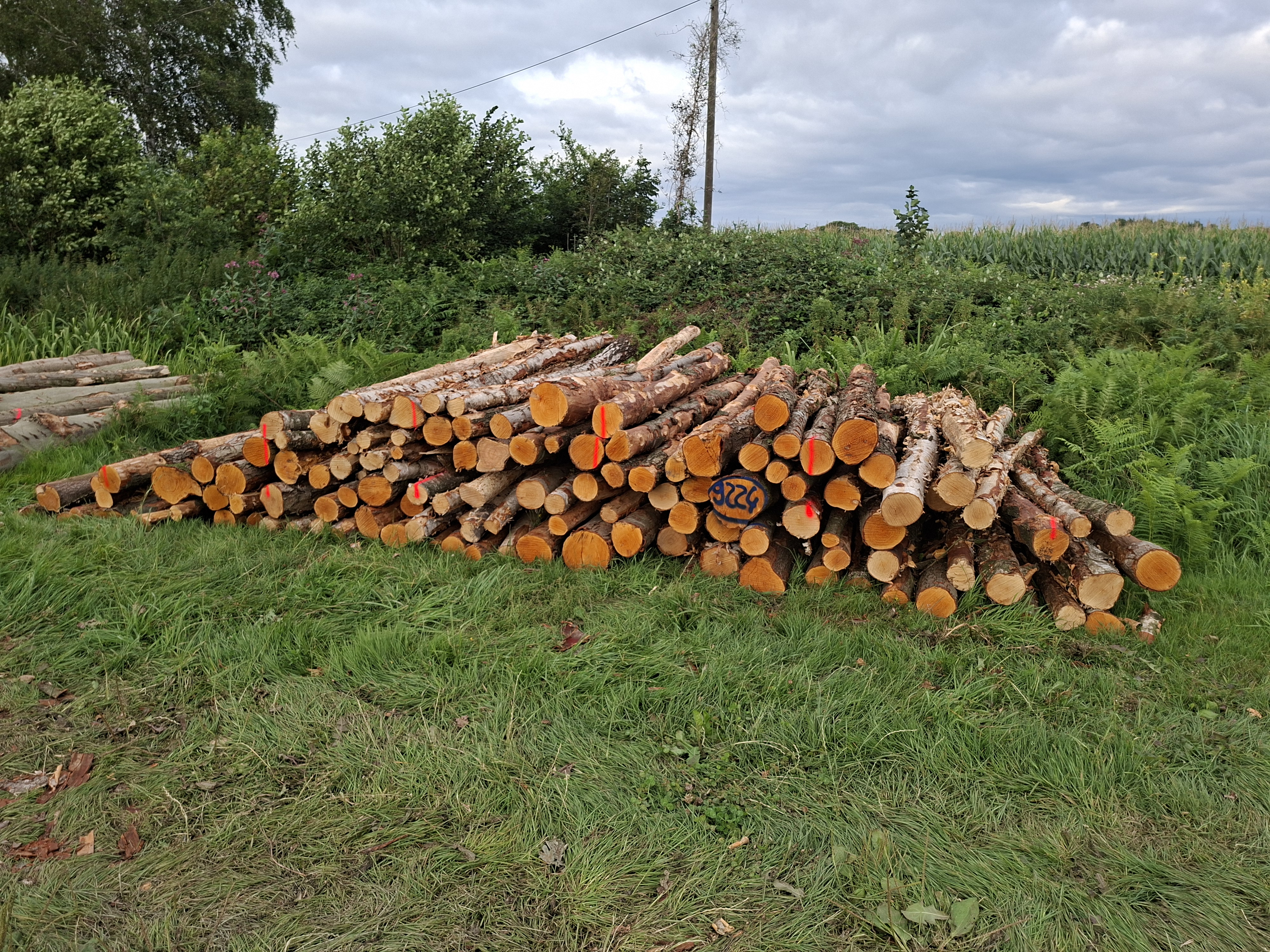 Birke/Eiche/Erle, Polter-Nr. 9224