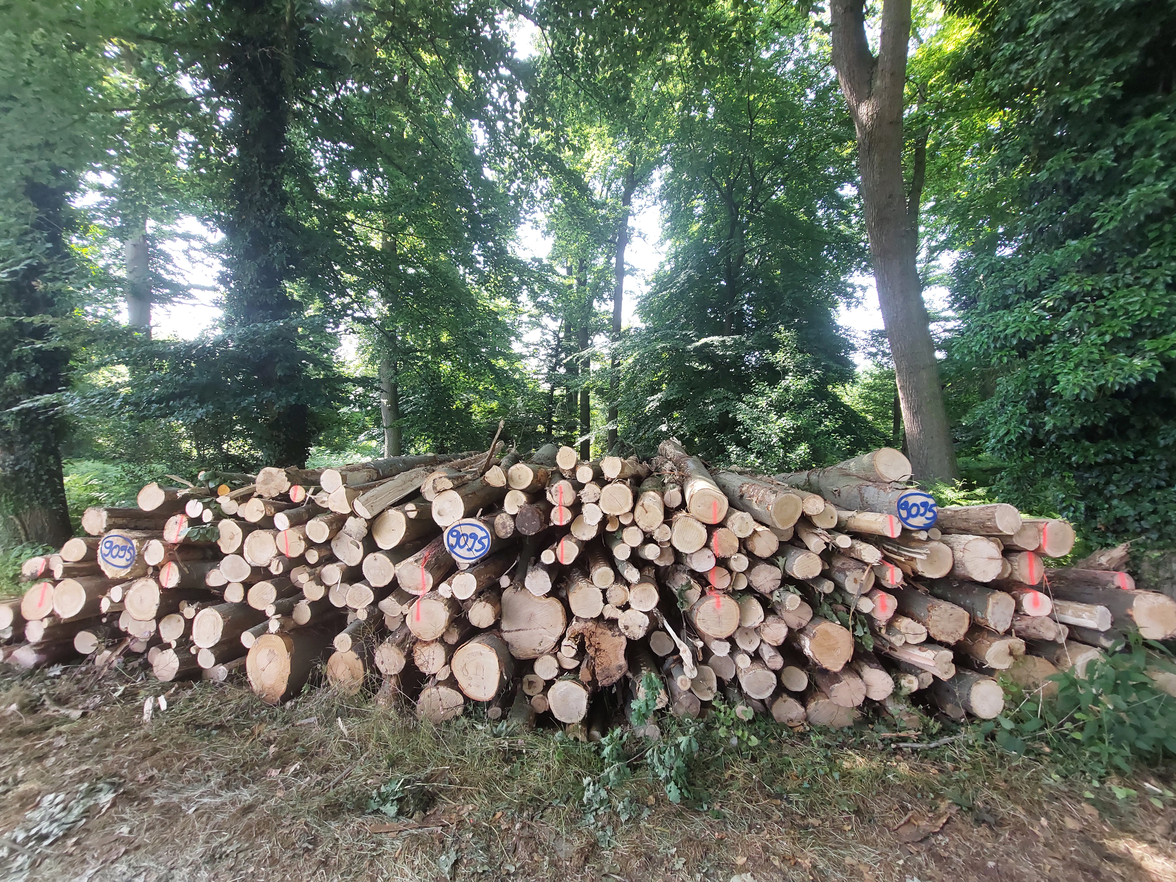 Roteiche, Polter-Nr. 9095