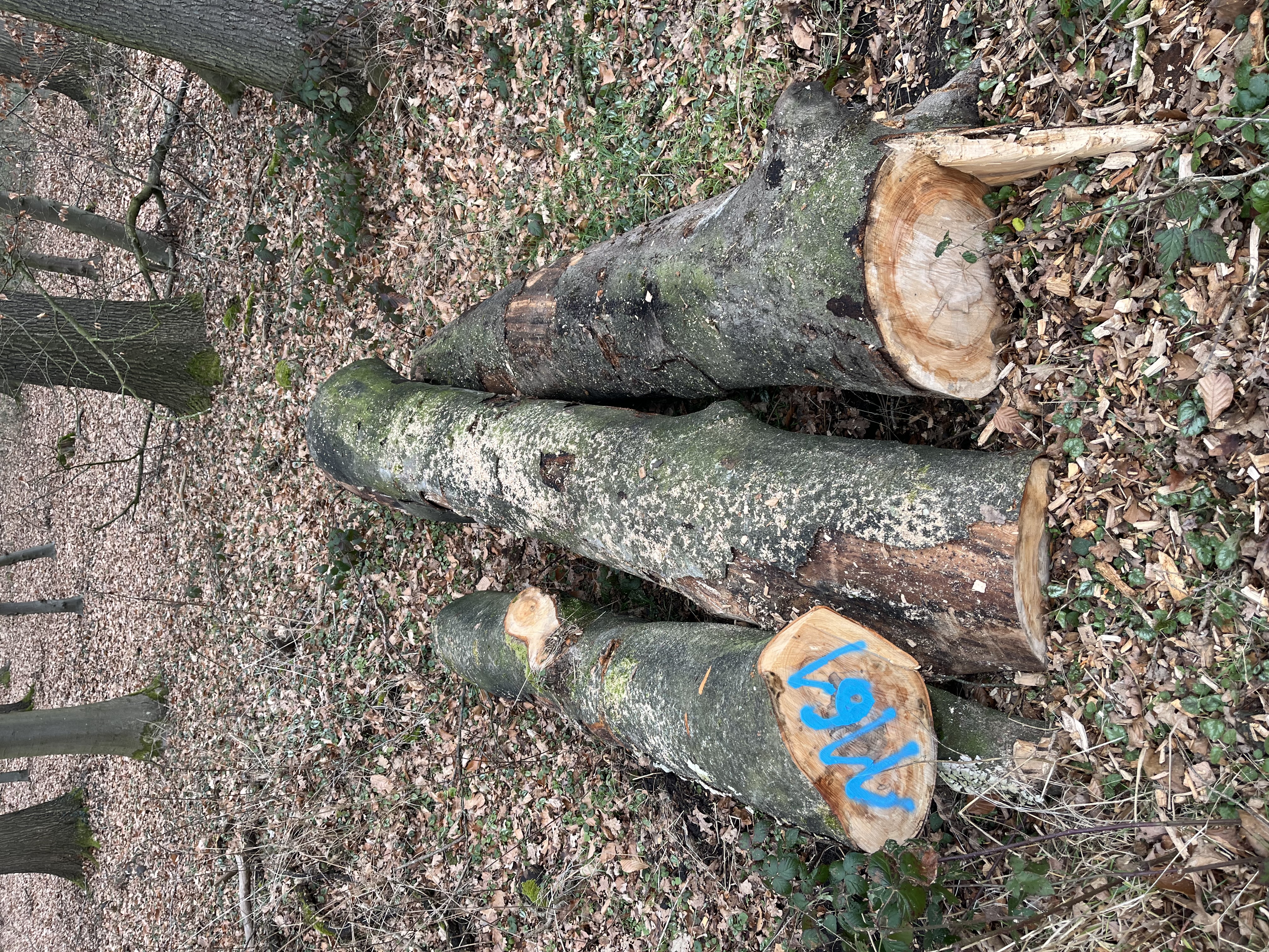 Buche, Polter-Nr. 1161