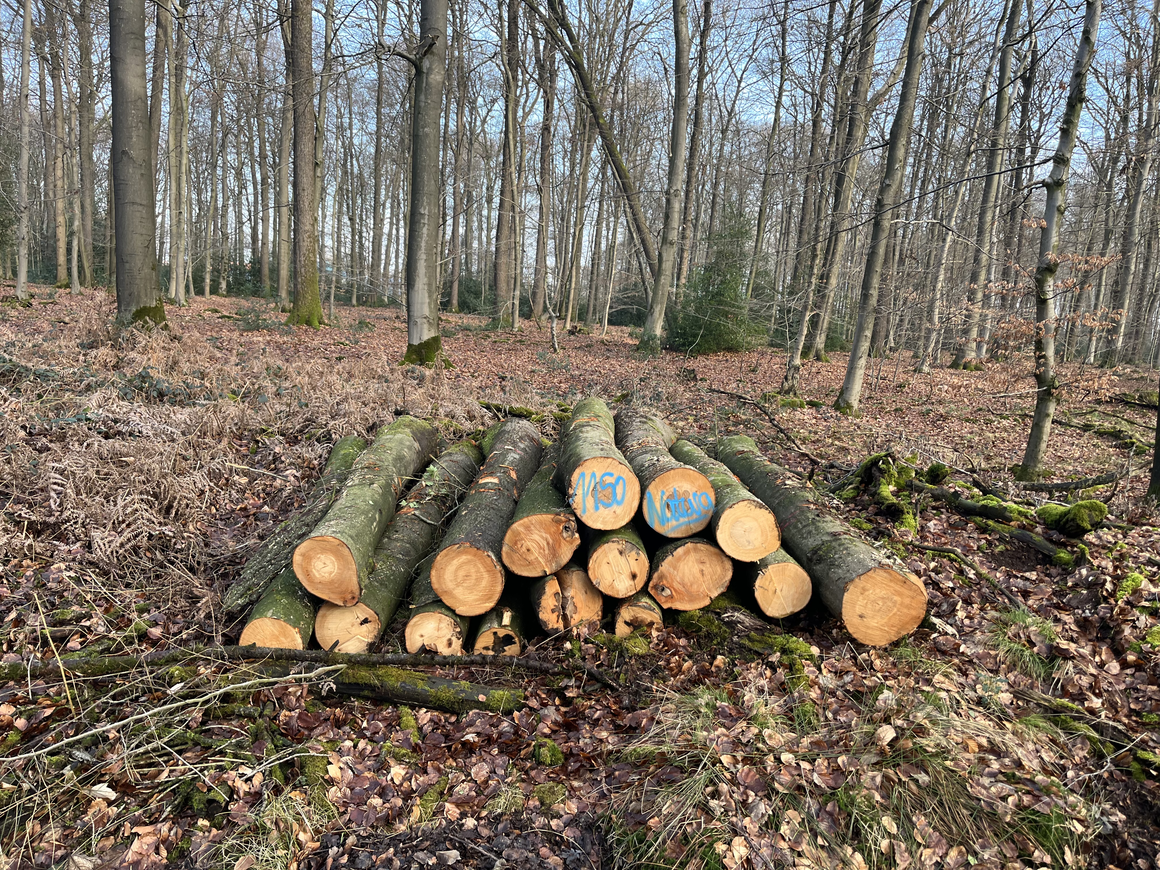 Buche, Polter-Nr. 1150