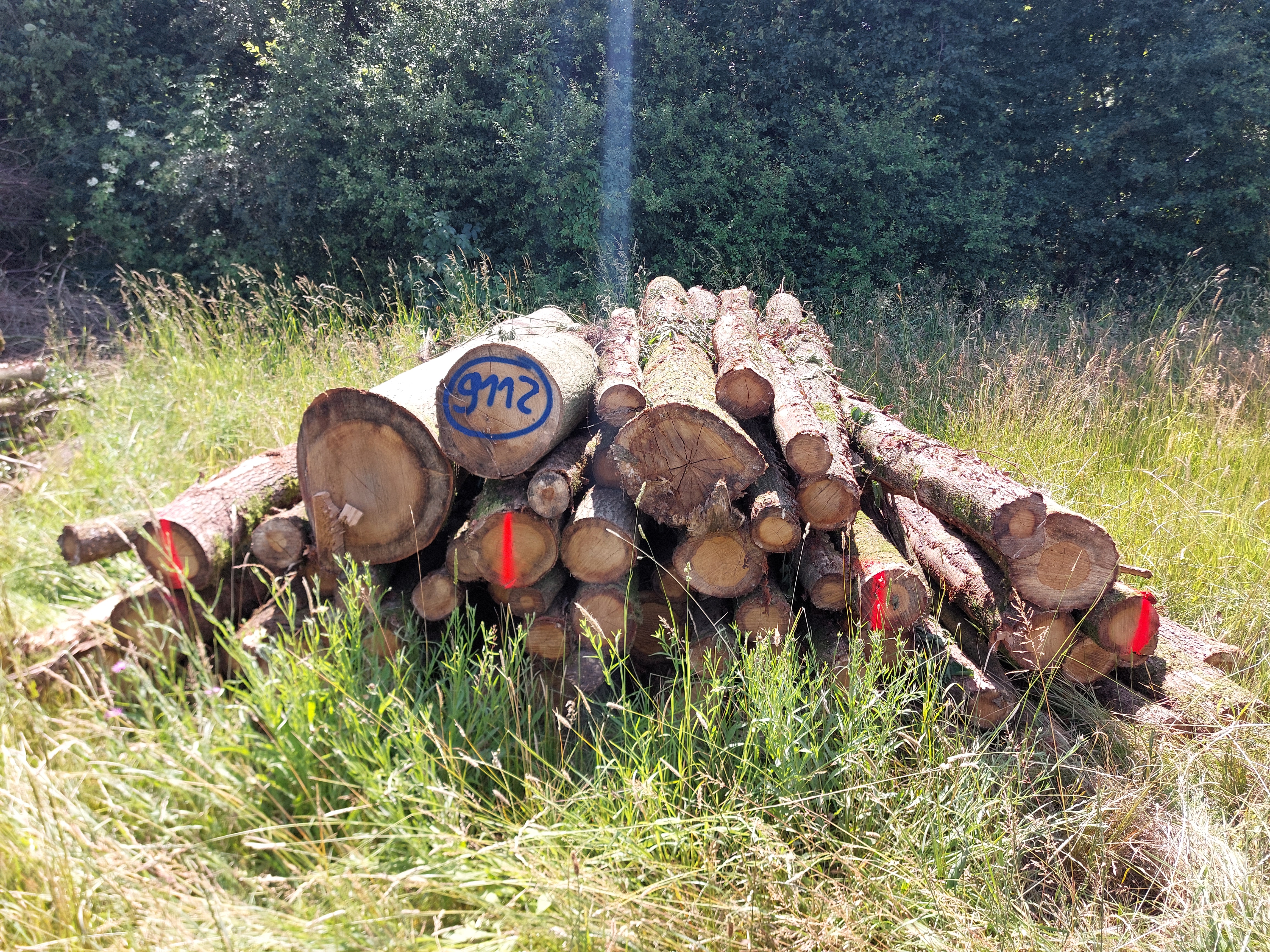 Eiche, Polter-Nr. 9112