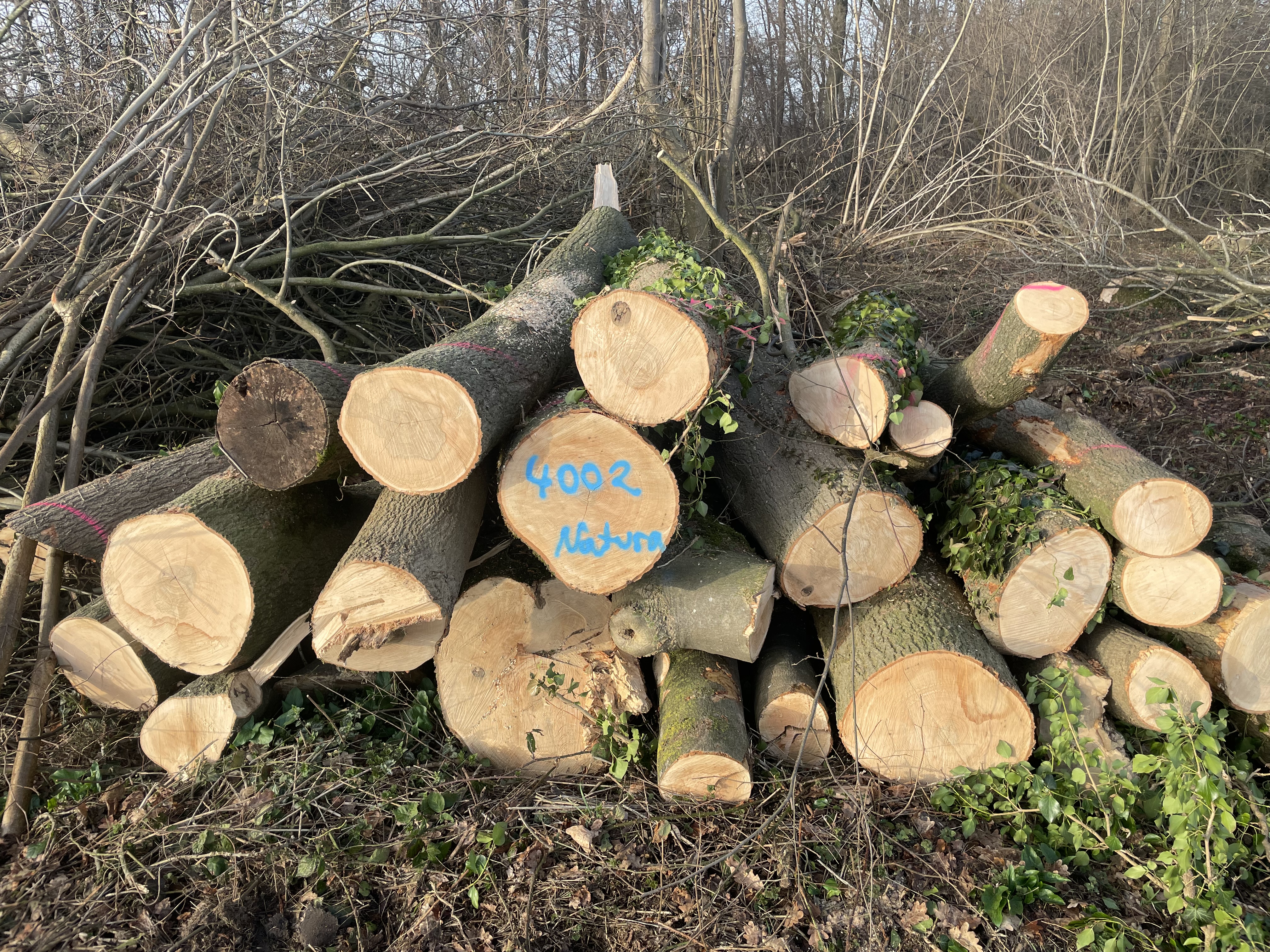 Esche, Polter-Nr. 4002