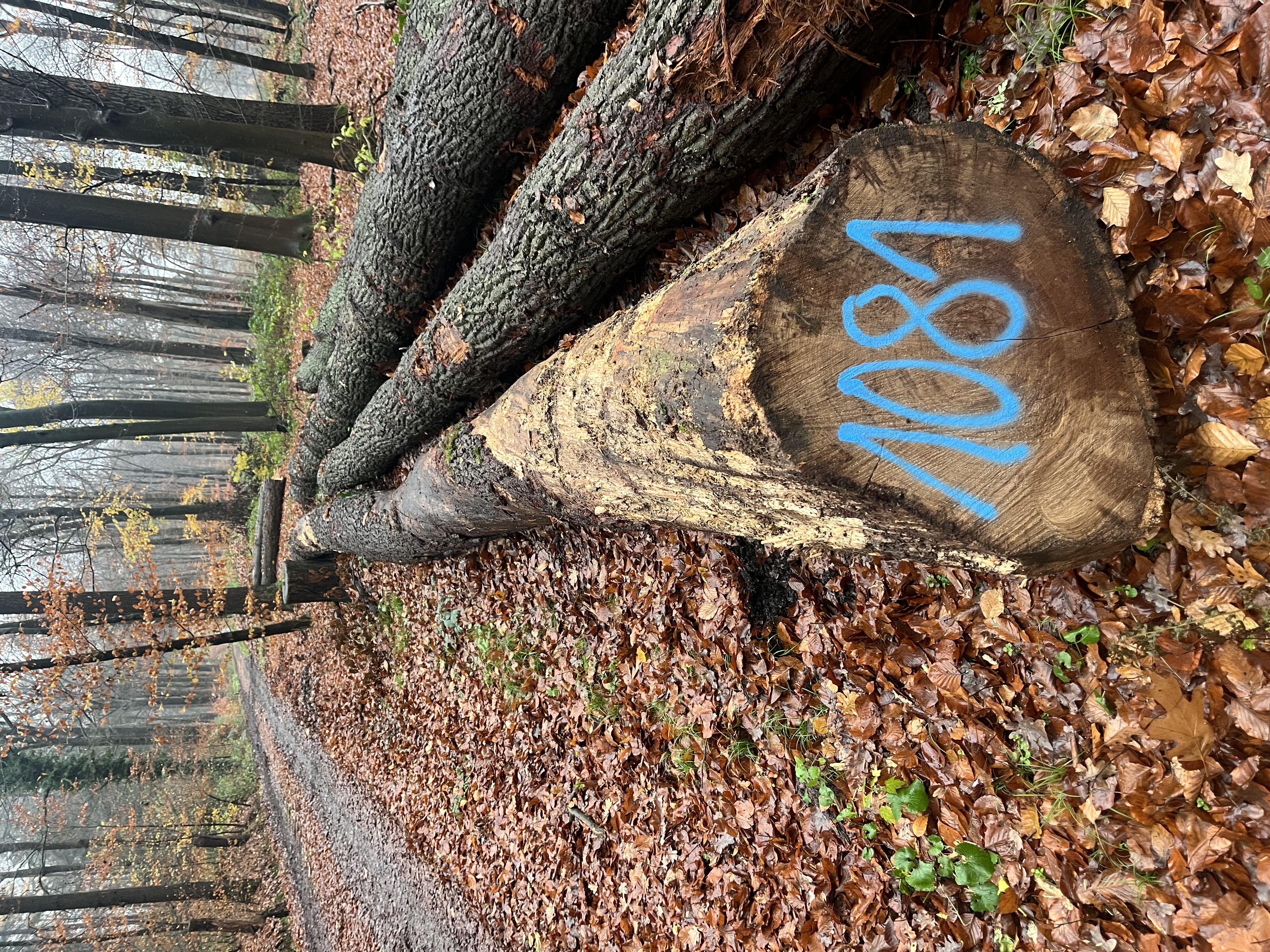 Eiche, Polter-Nr. 1081