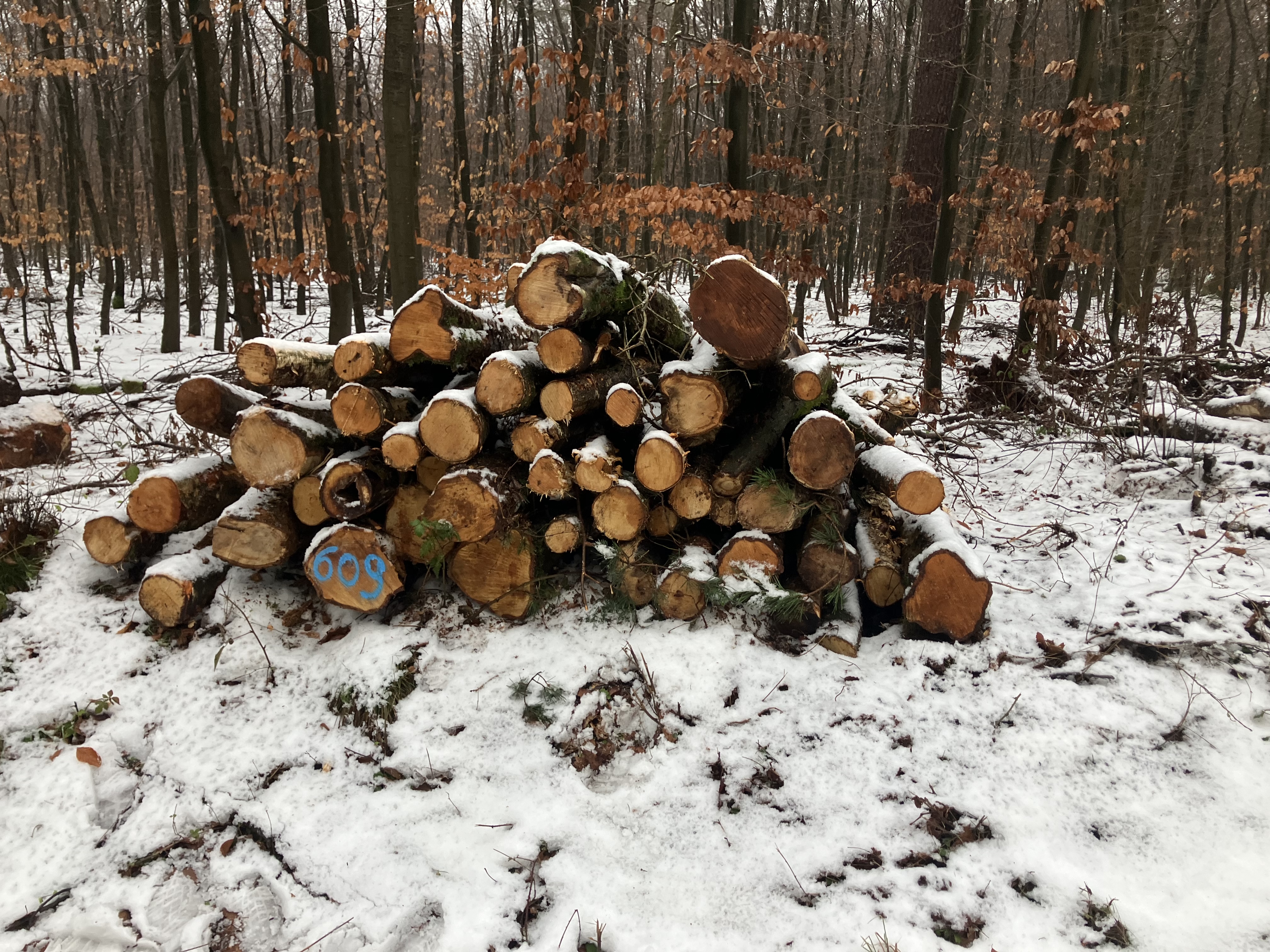 Birke/Eiche, Polter-Nr. 609