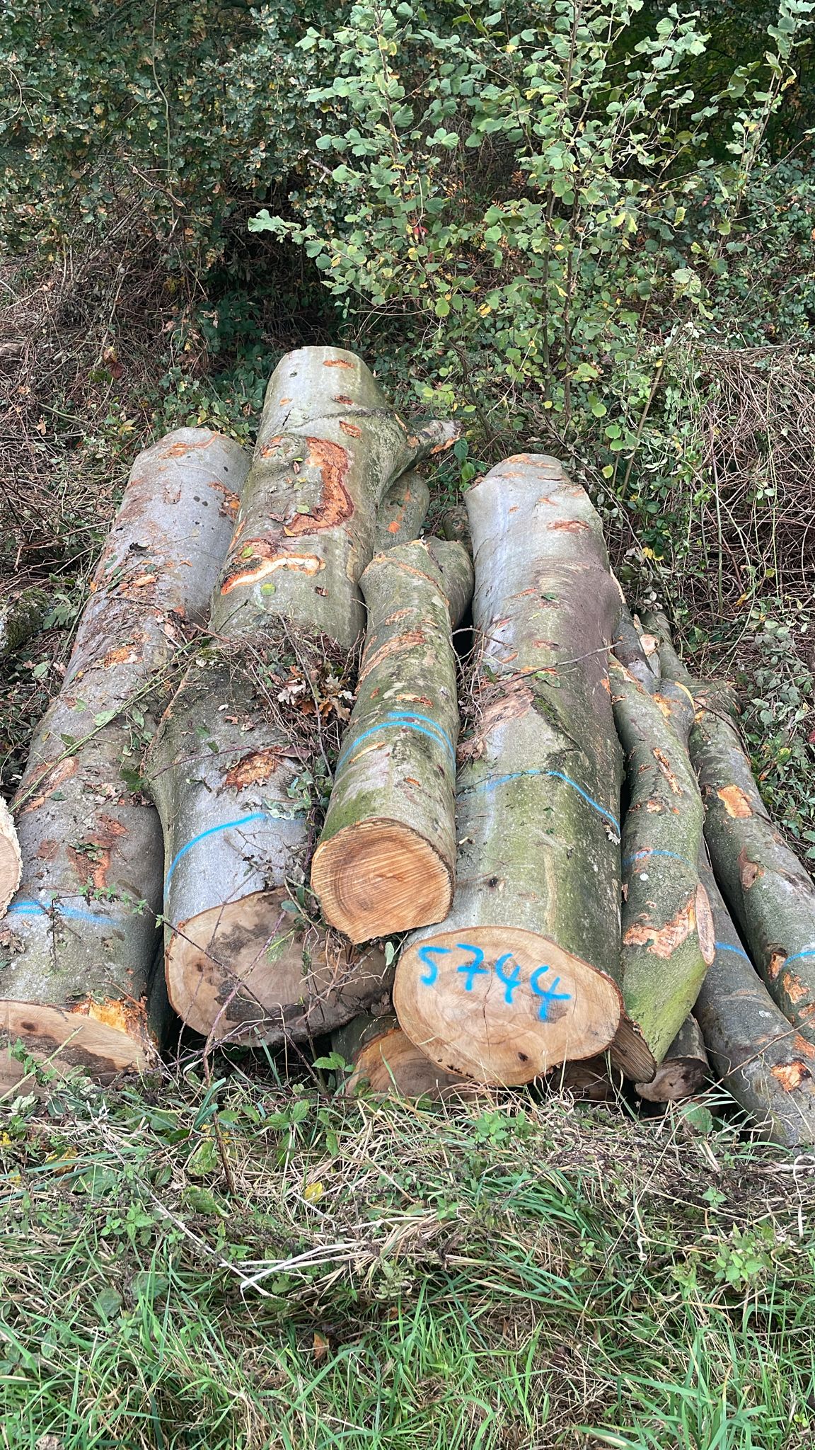 Buche, Polter-Nr. 5744