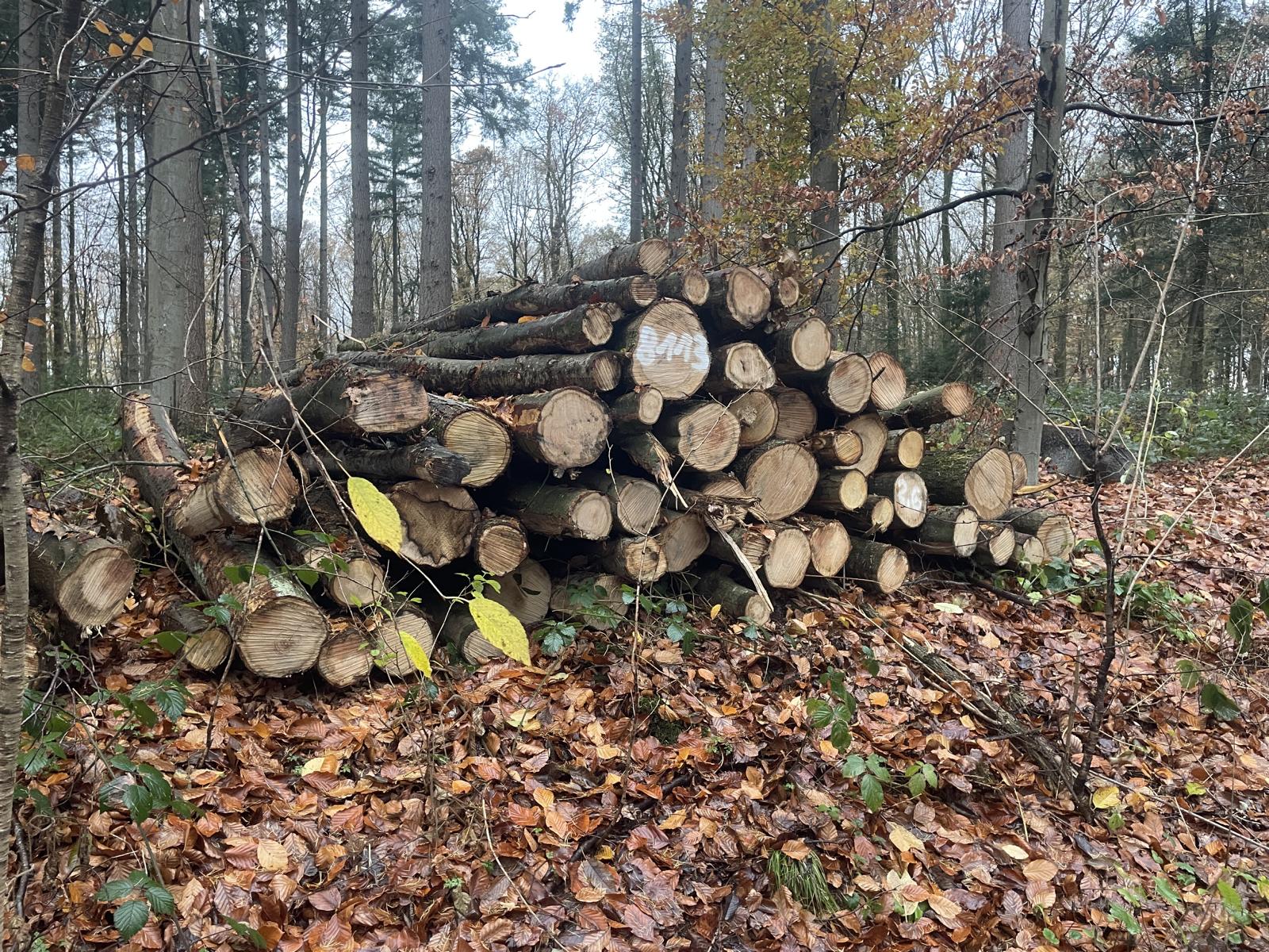 Roteiche, Polter-Nr. 8113