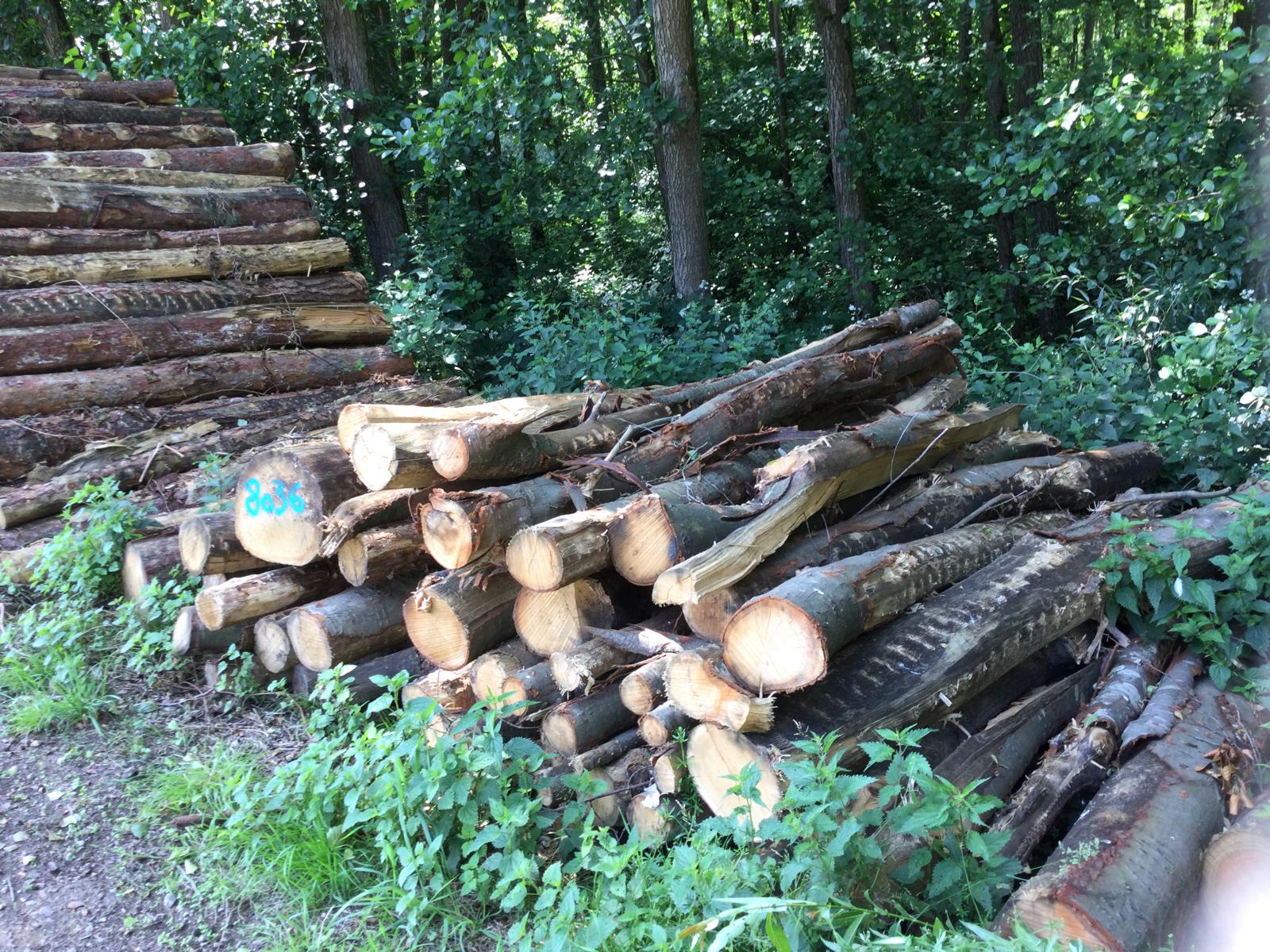 Roteiche, Polter-Nr. 8036