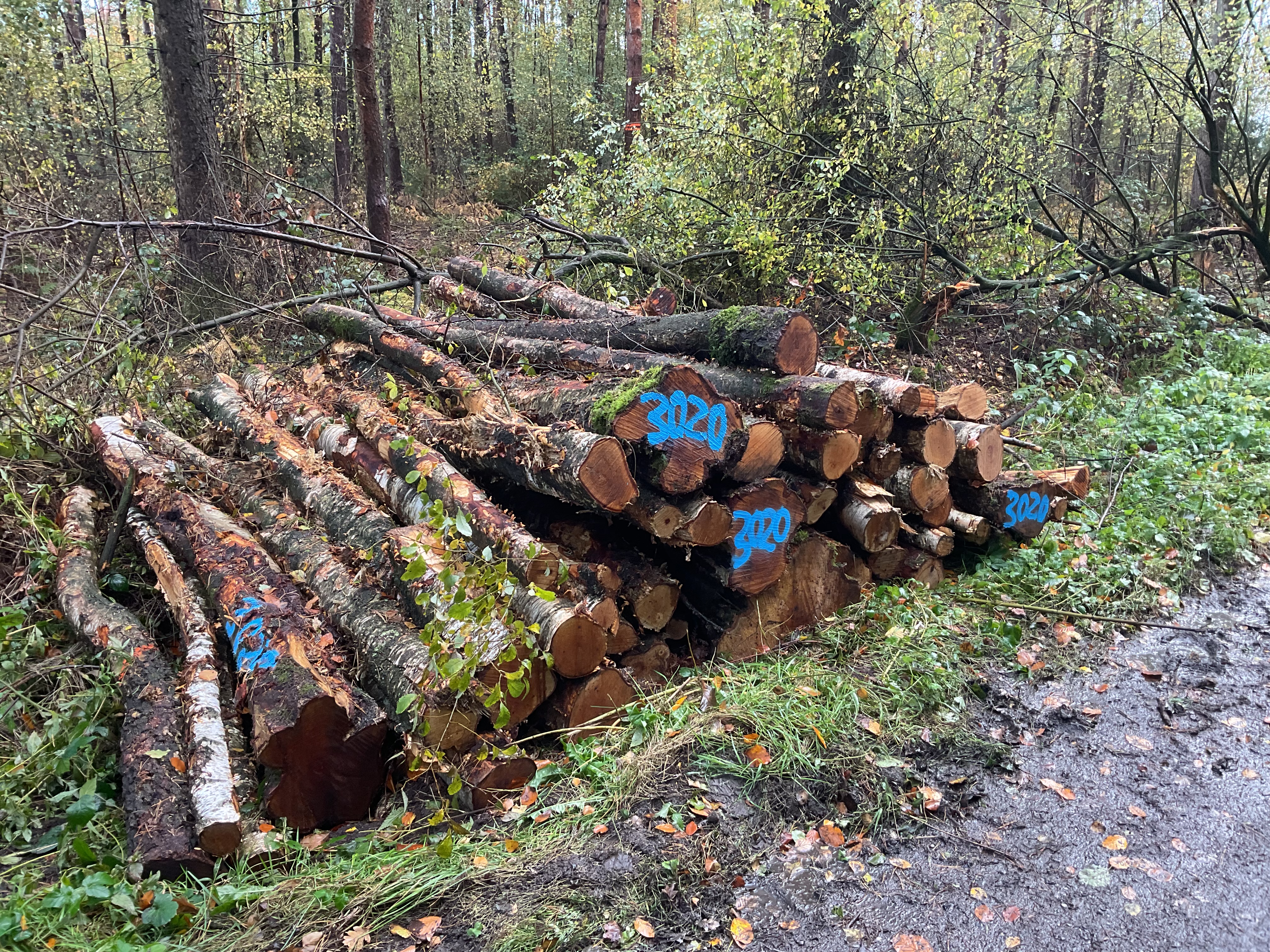 Birke, Polter-Nr. 3020