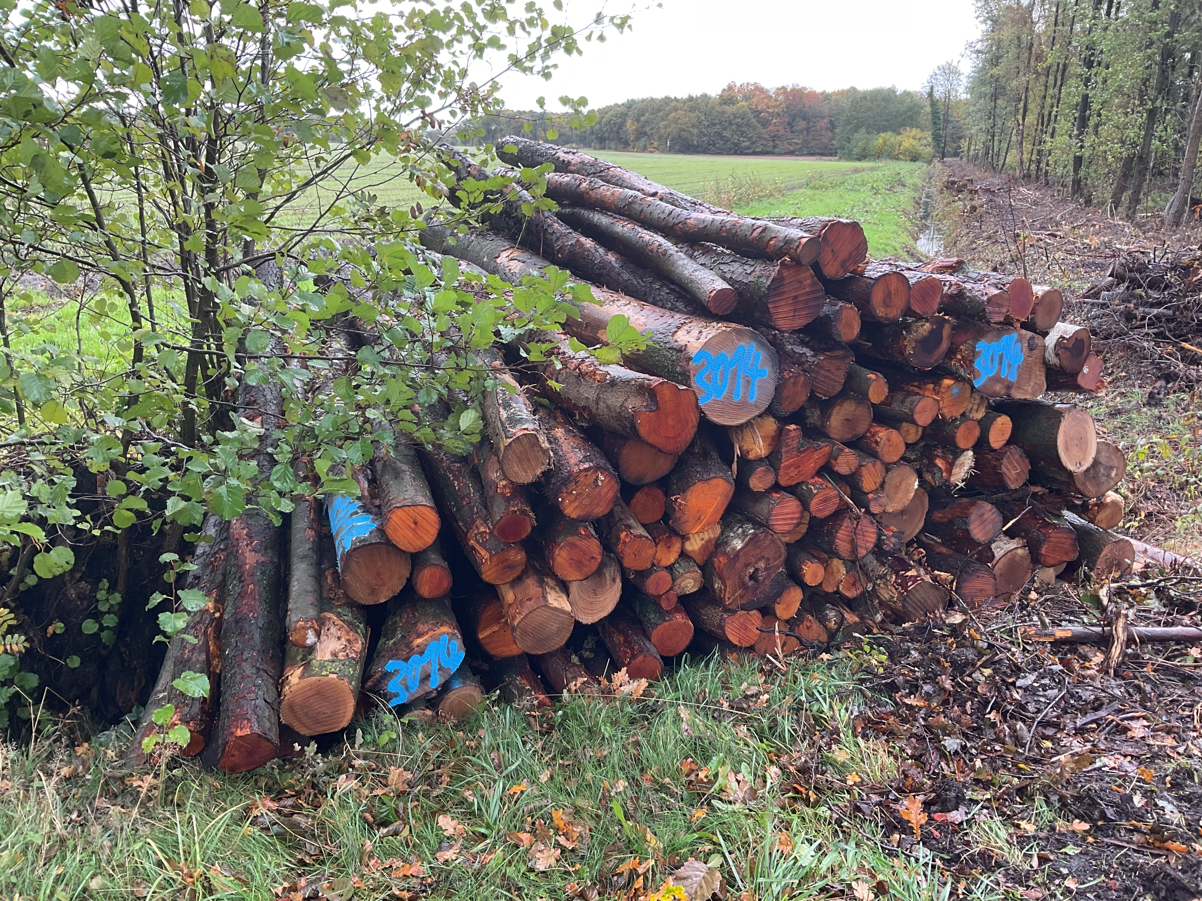 Birke/Esche/Erle, Polter-Nr. 3014