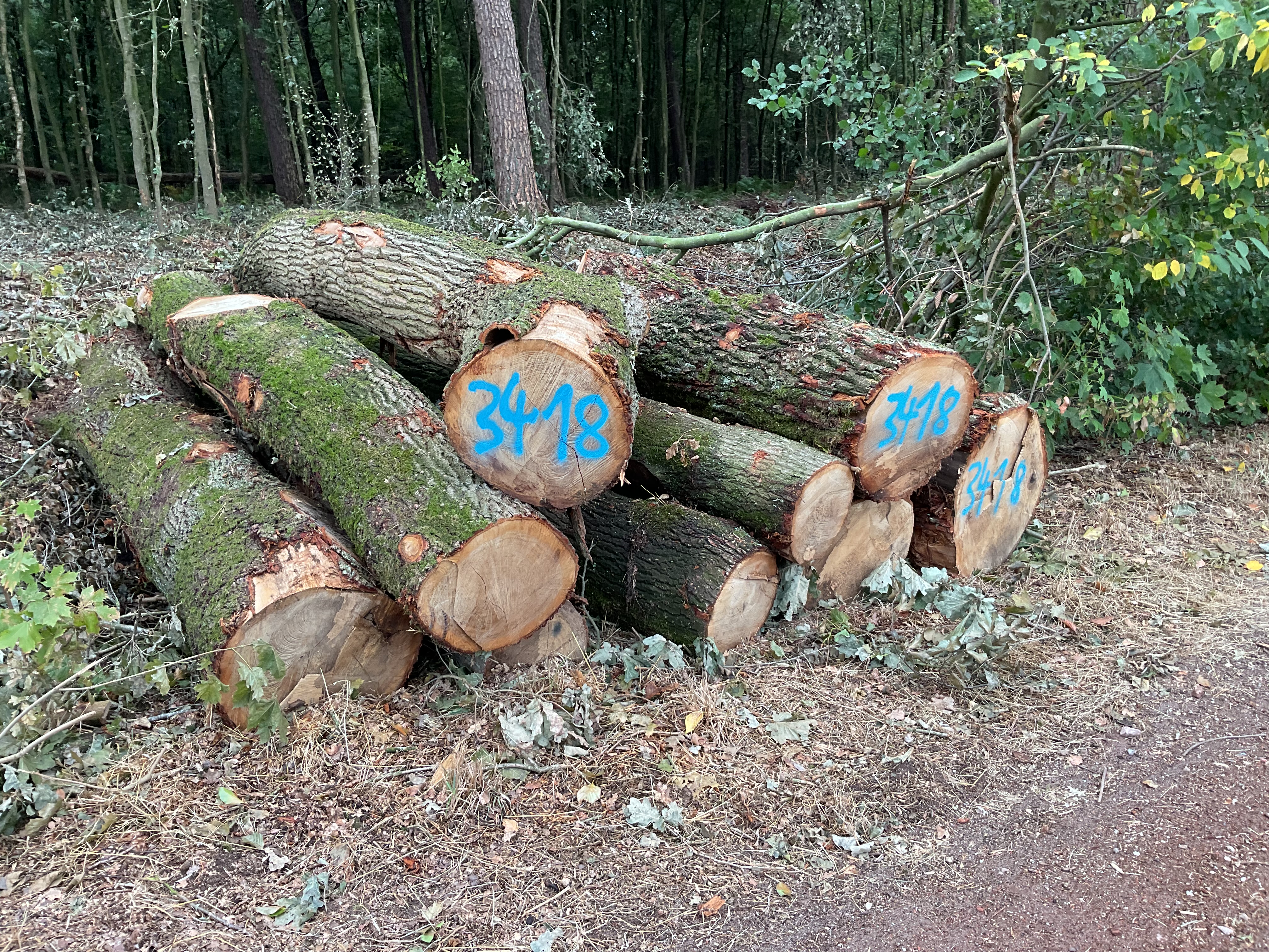 Eiche, Polter-Nr. 3418
