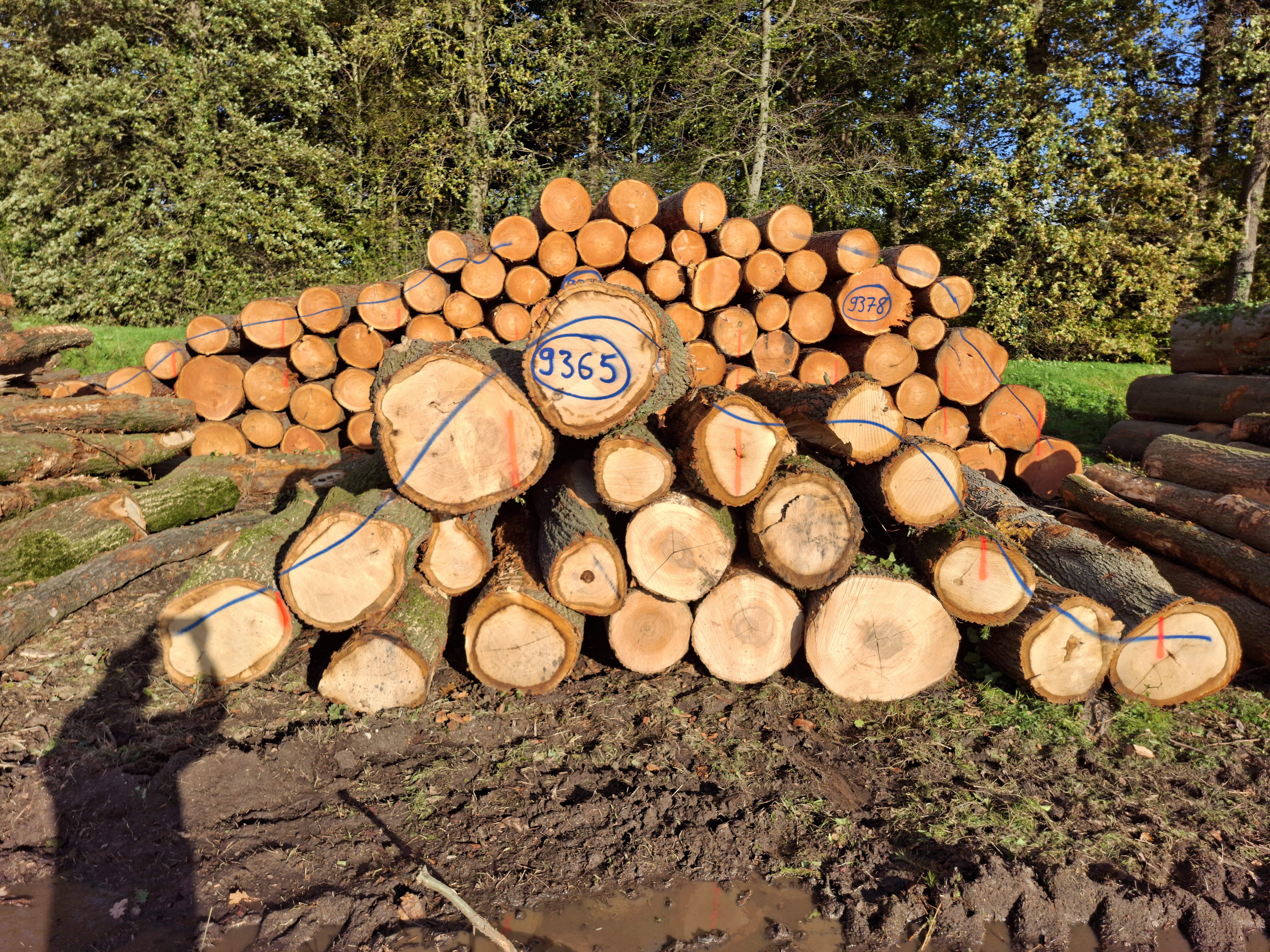 Eiche, Polter-Nr. 9365