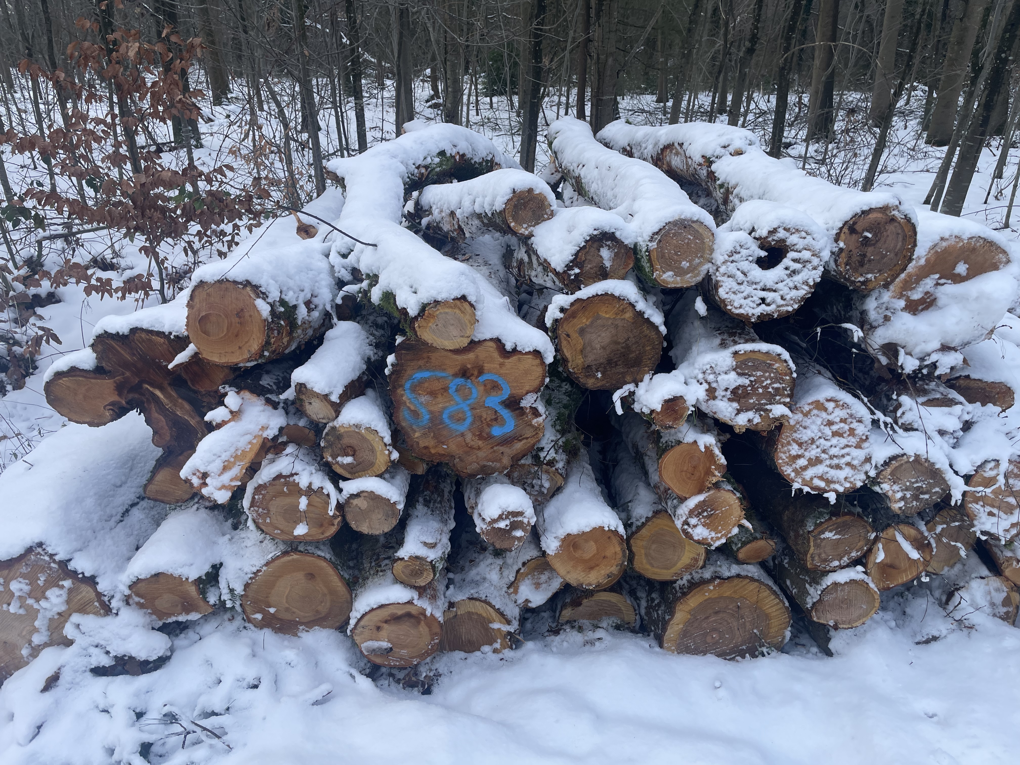 Kirsche, Polter-Nr. 583