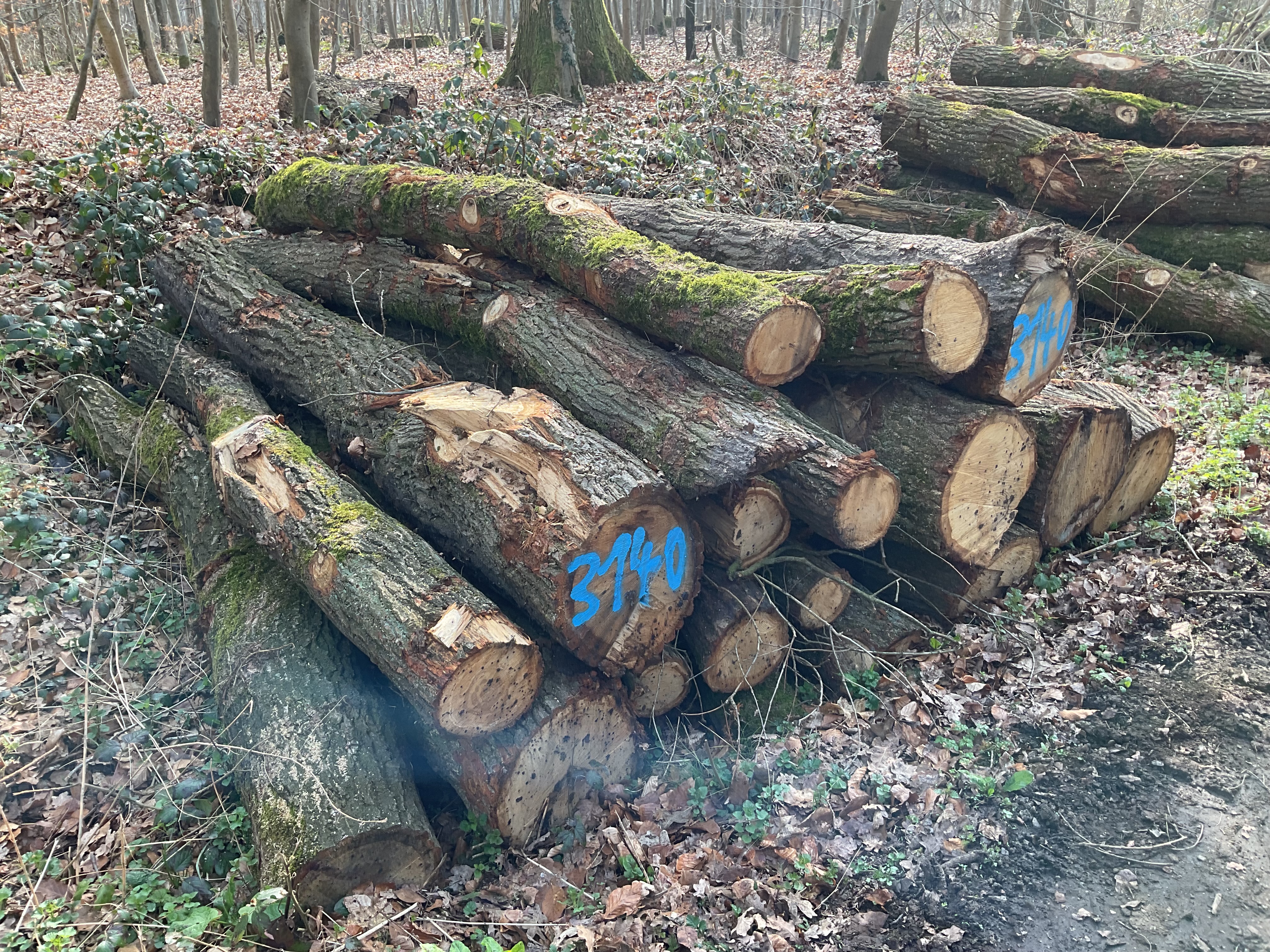 Eiche, Polter-Nr. 3140