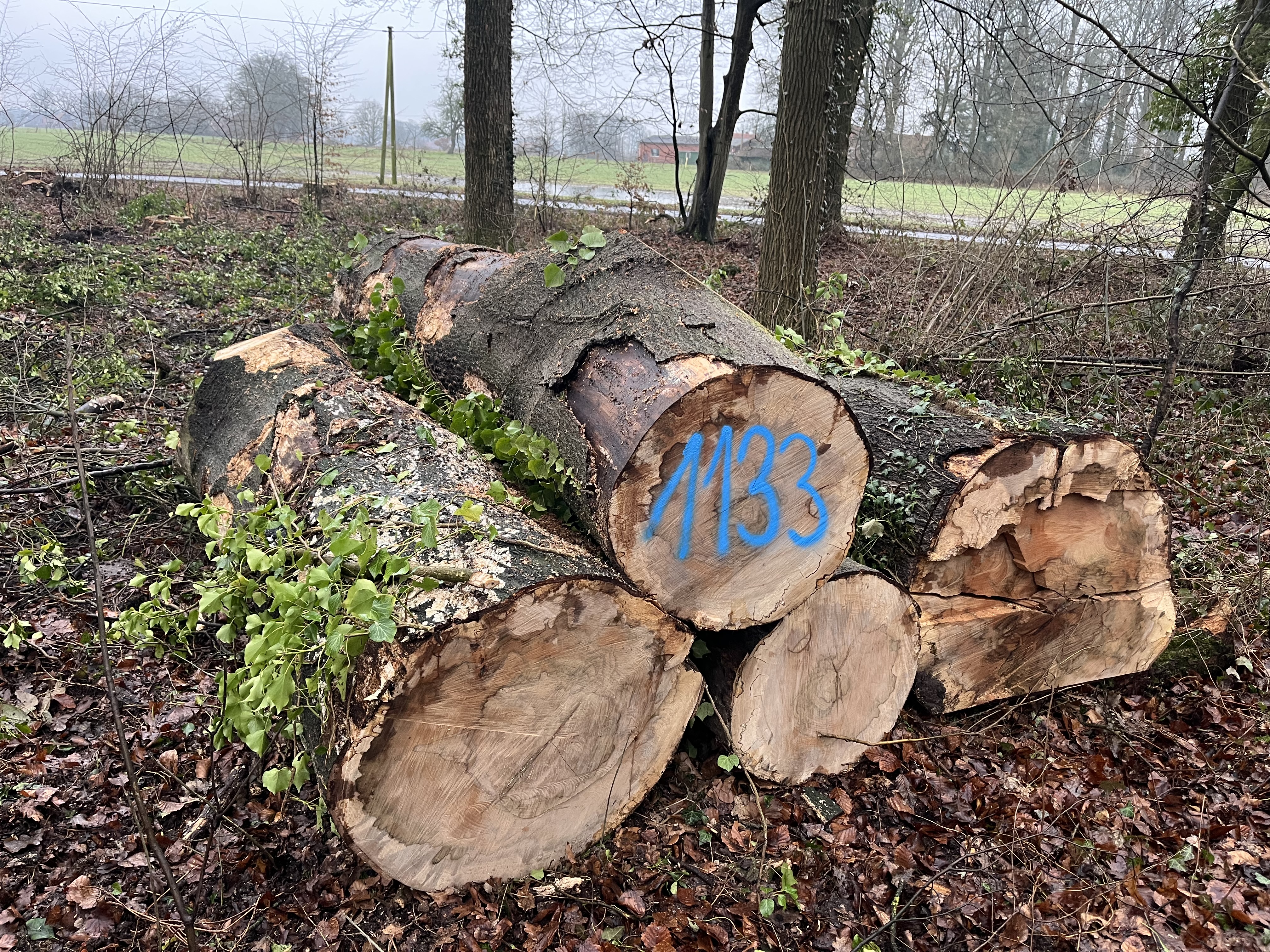 Buche, Polter-Nr. 1133