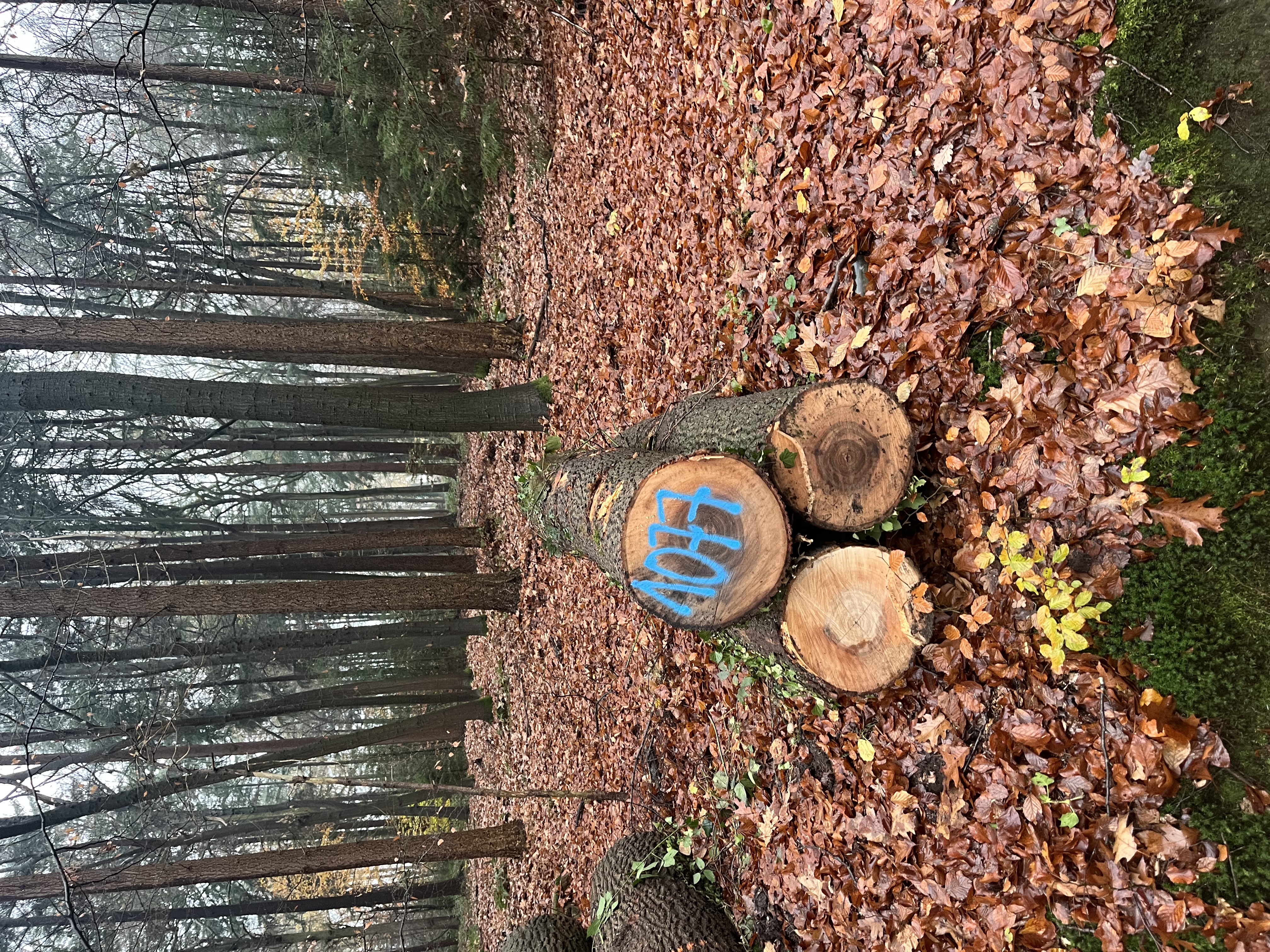 Esche, Polter-Nr. 1077