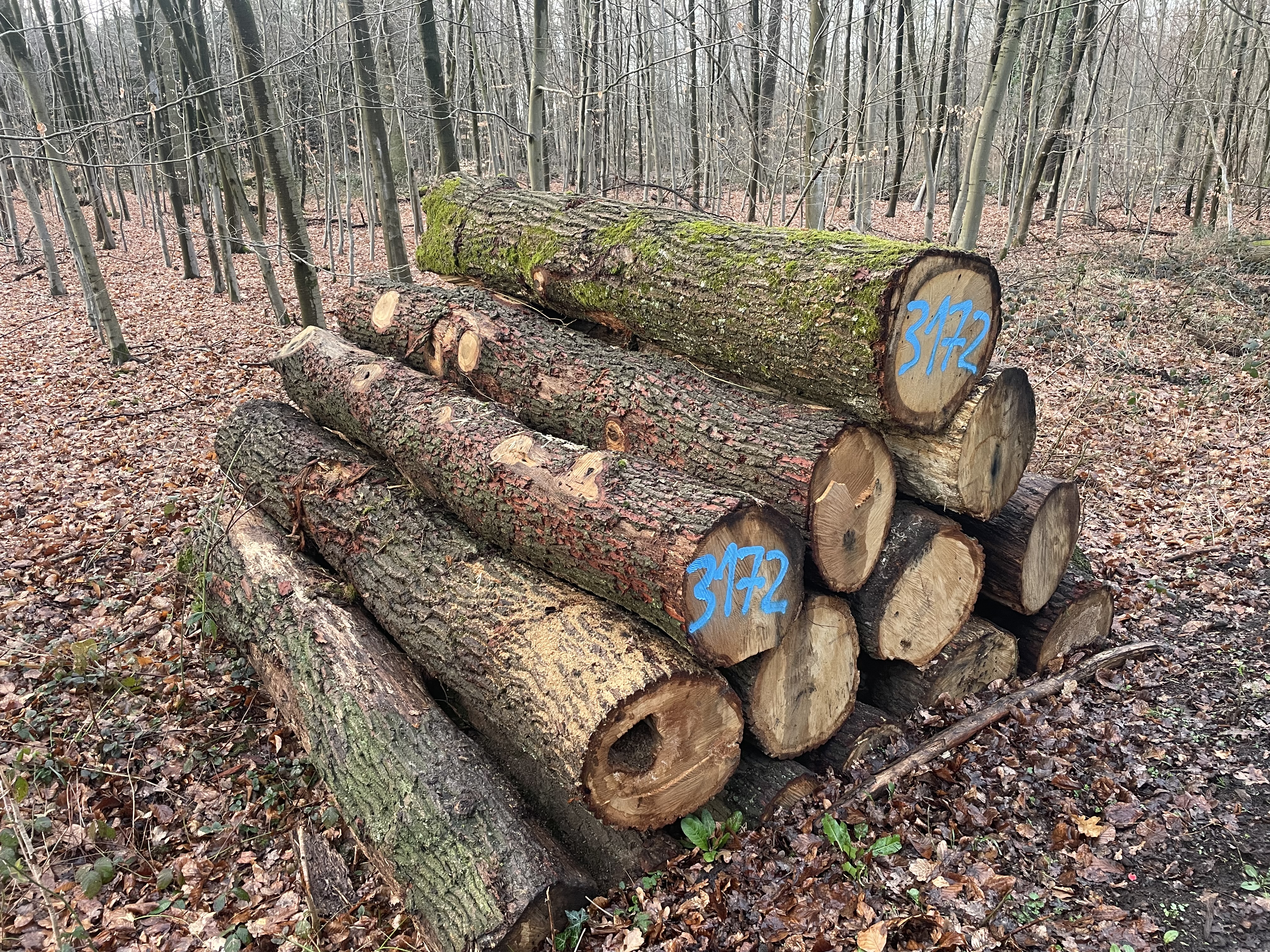 Eiche, Polter-Nr. 3172