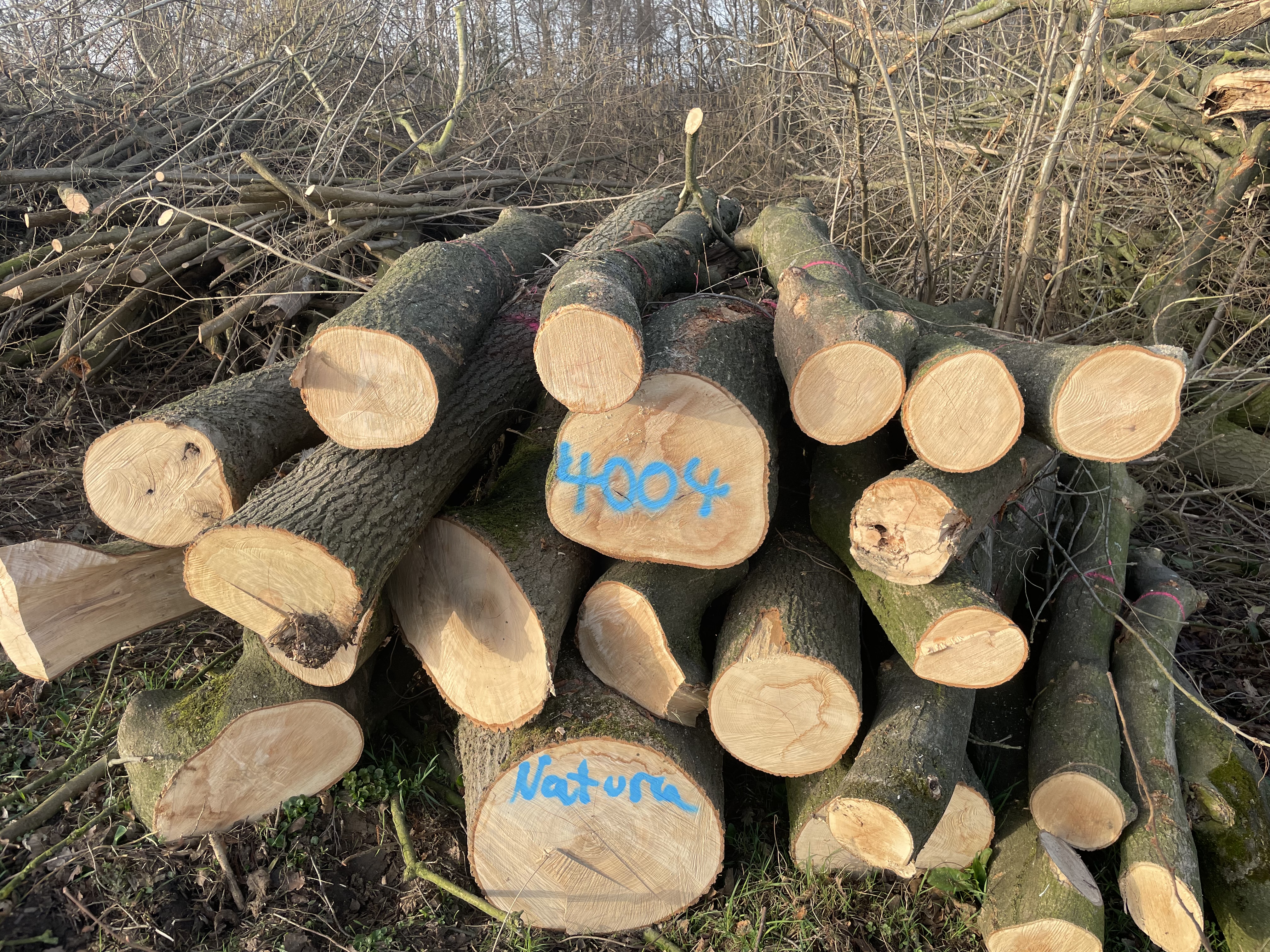 Esche, Polter-Nr. 4004