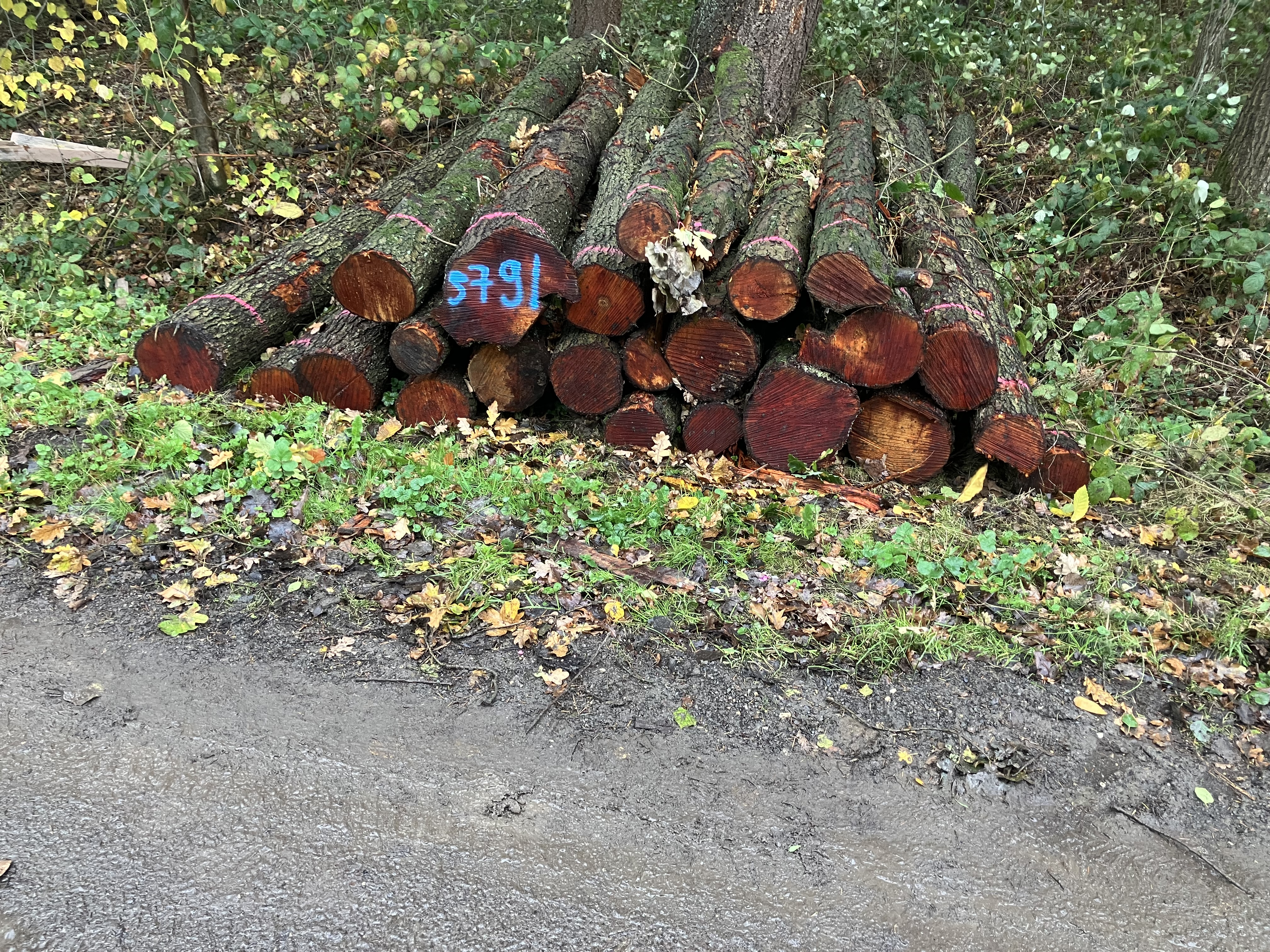 Erle, Polter-Nr. 5791