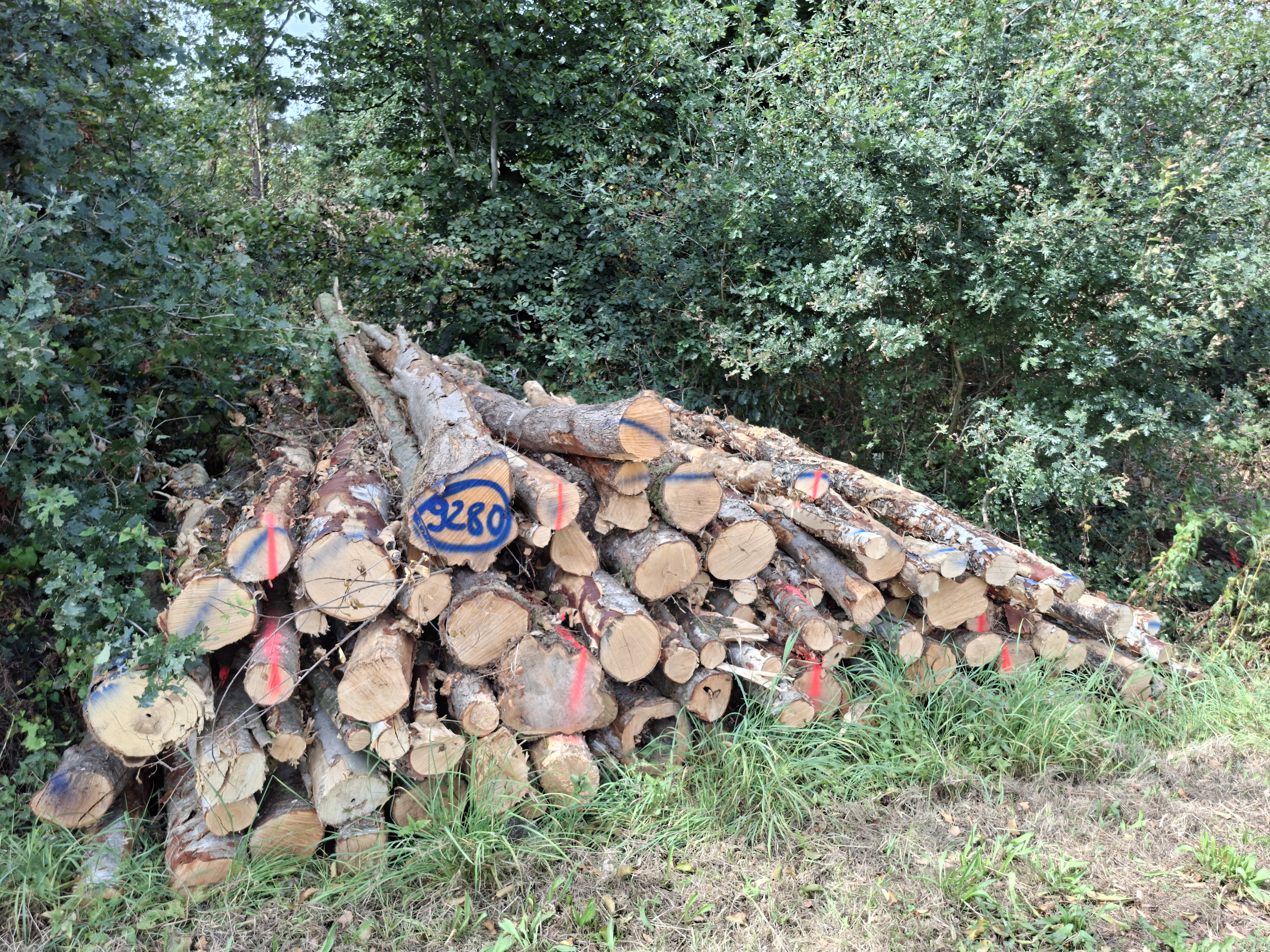 Birke, Polter-Nr. 9280