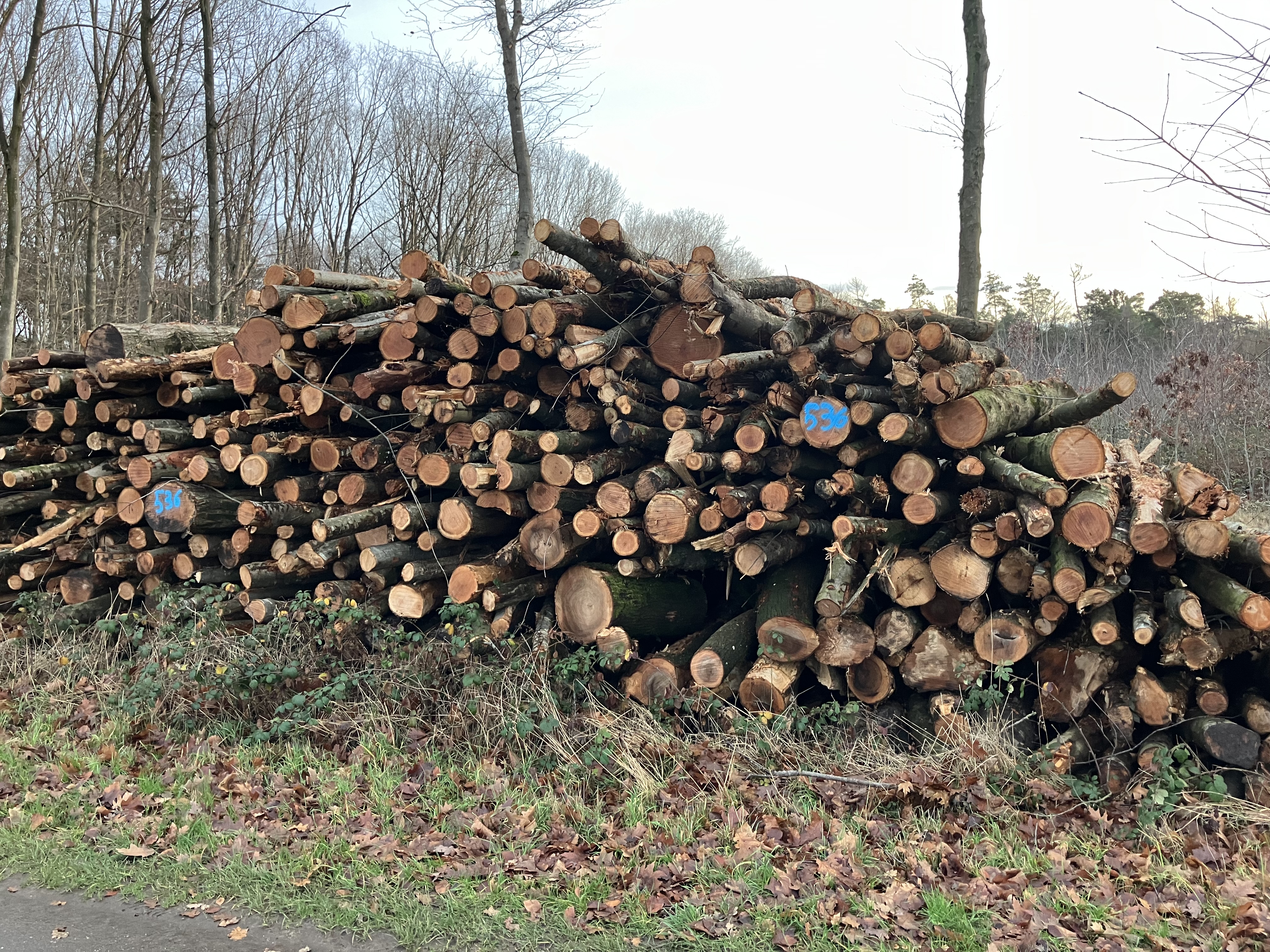 Roteiche, Polter-Nr. 536