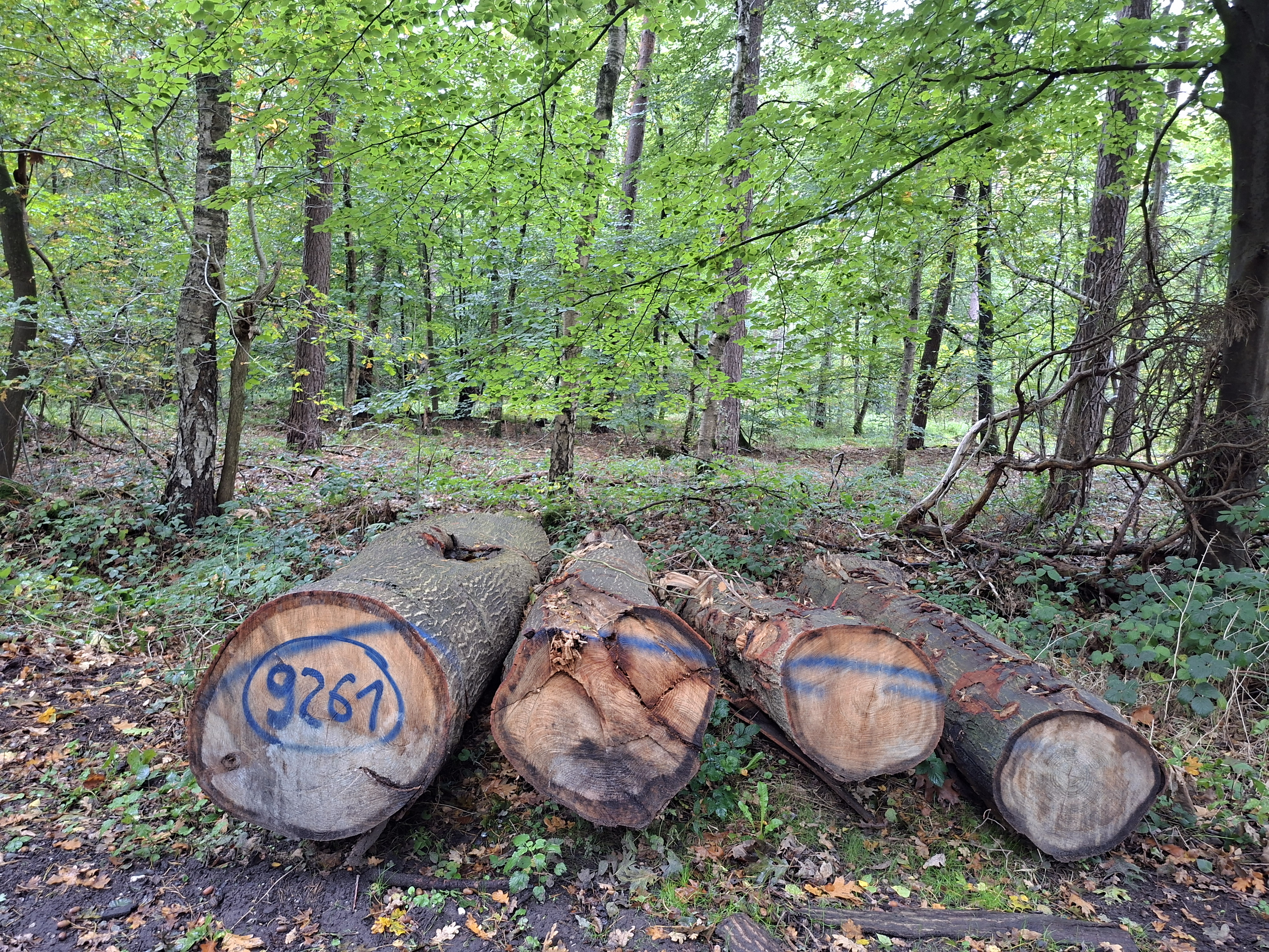 Roteiche, Polter-Nr. 9261