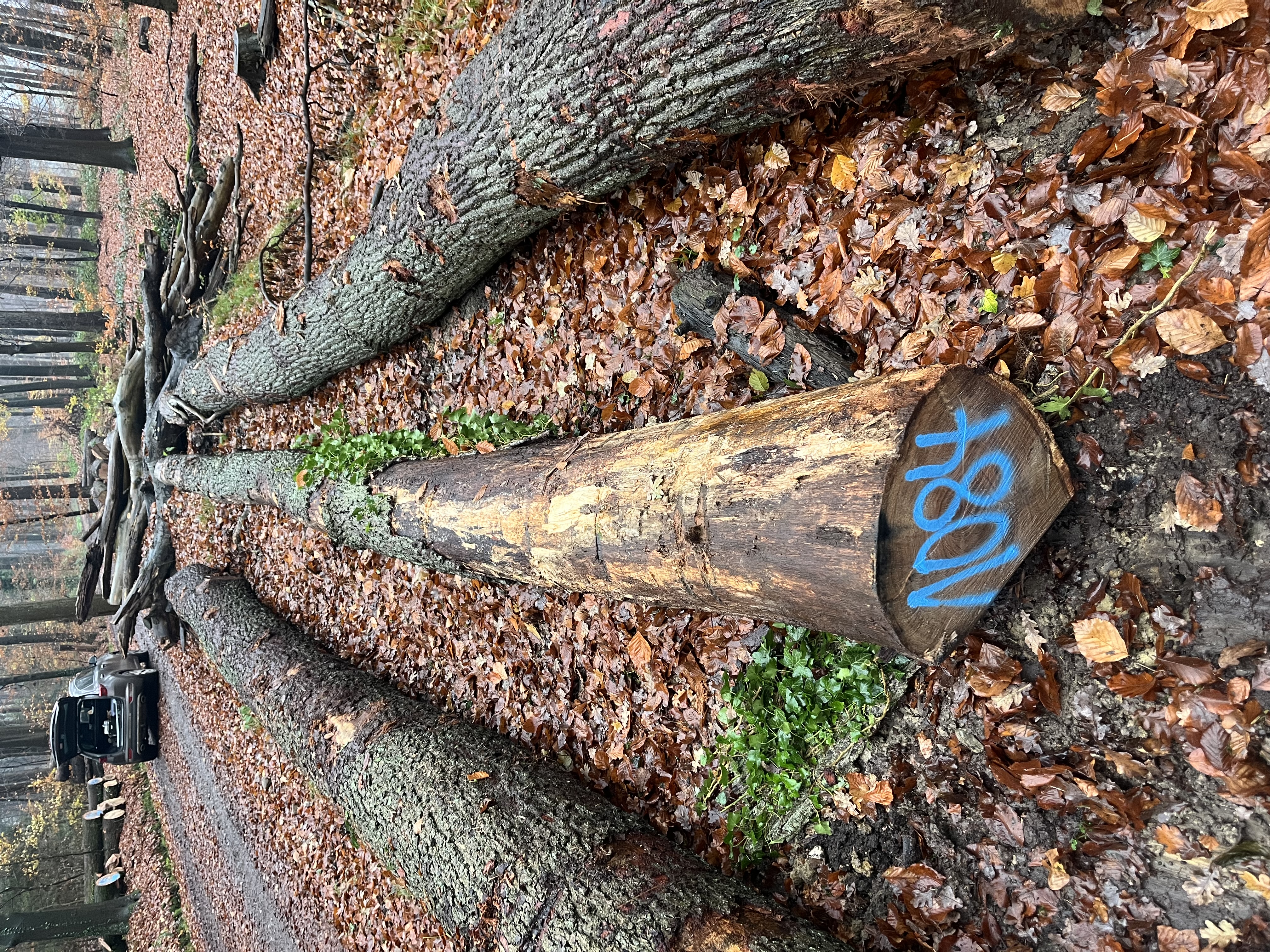 Eiche, Polter-Nr. 1084