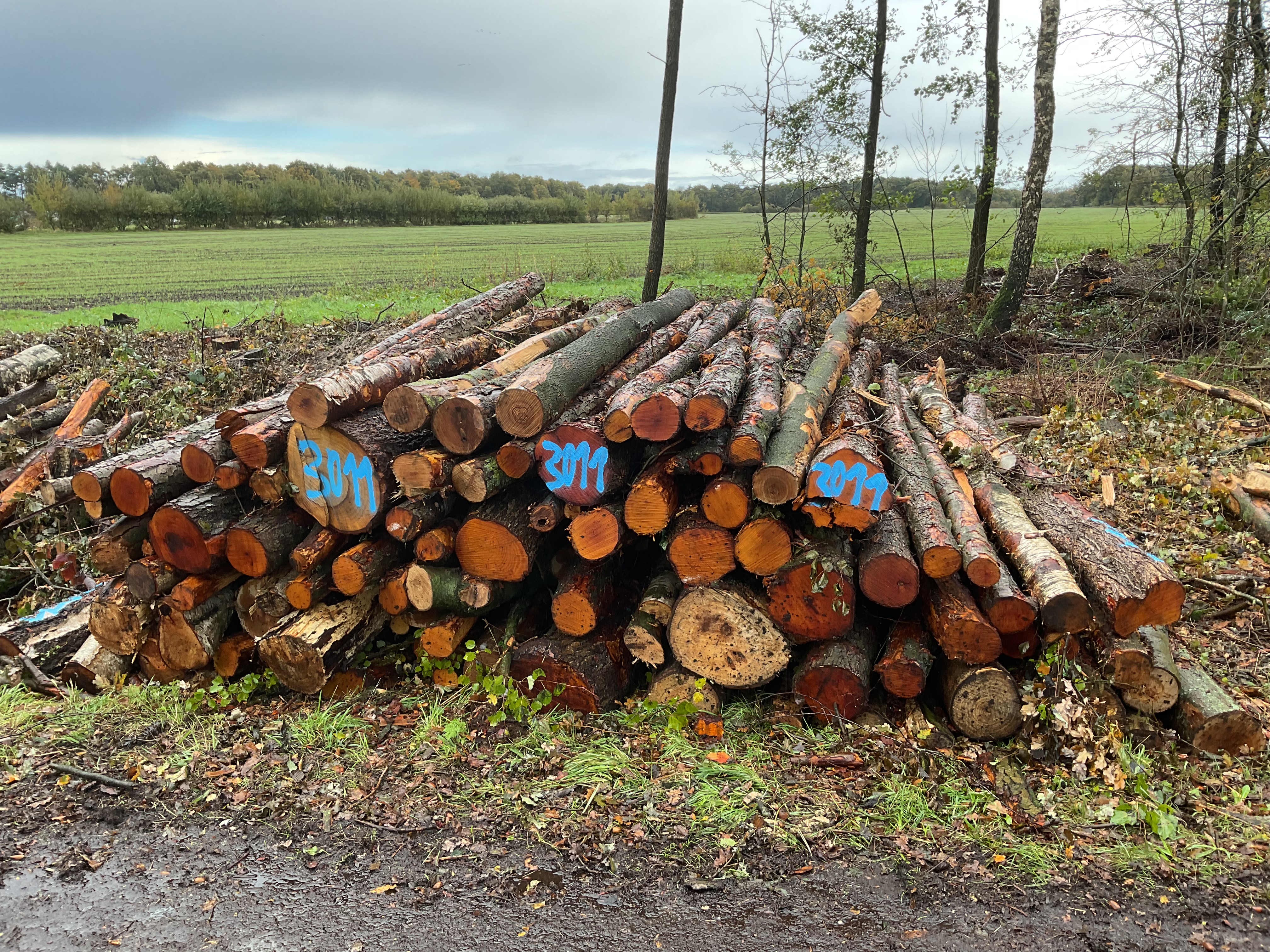 Birke/Esche/Erle, Polter-Nr. 3011