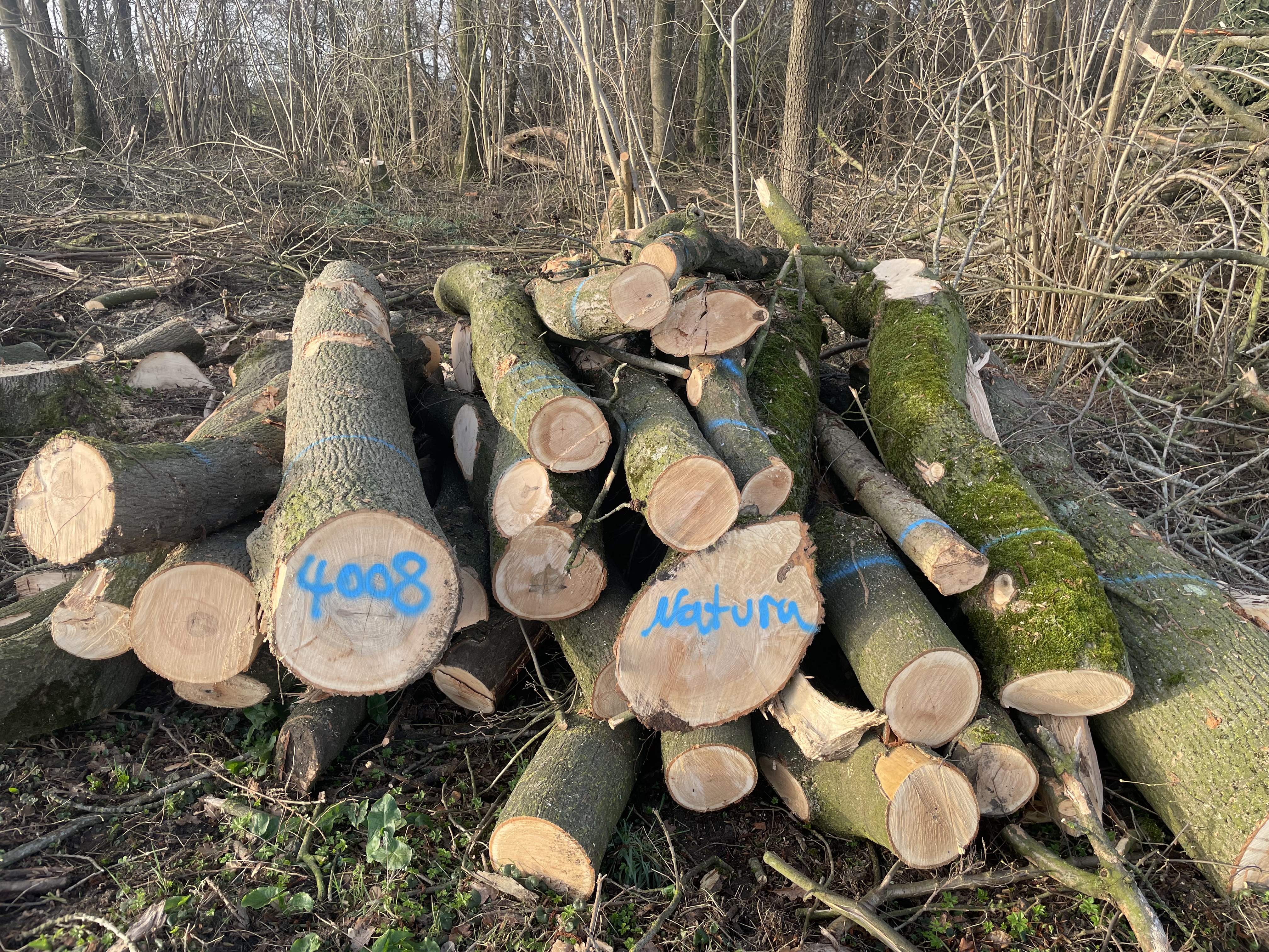 Esche, Polter-Nr. 4008