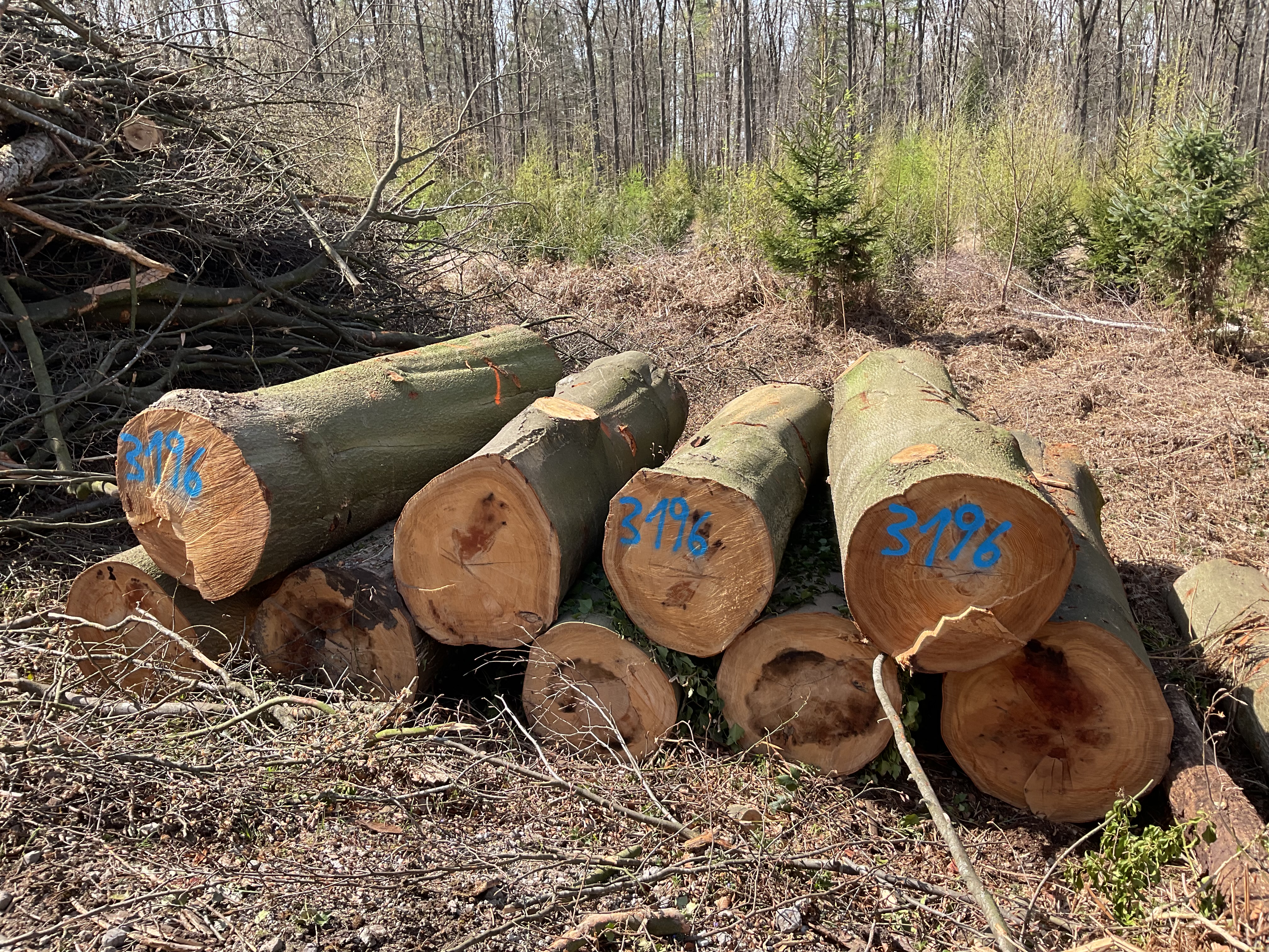 Buche, Polter-Nr. 3196