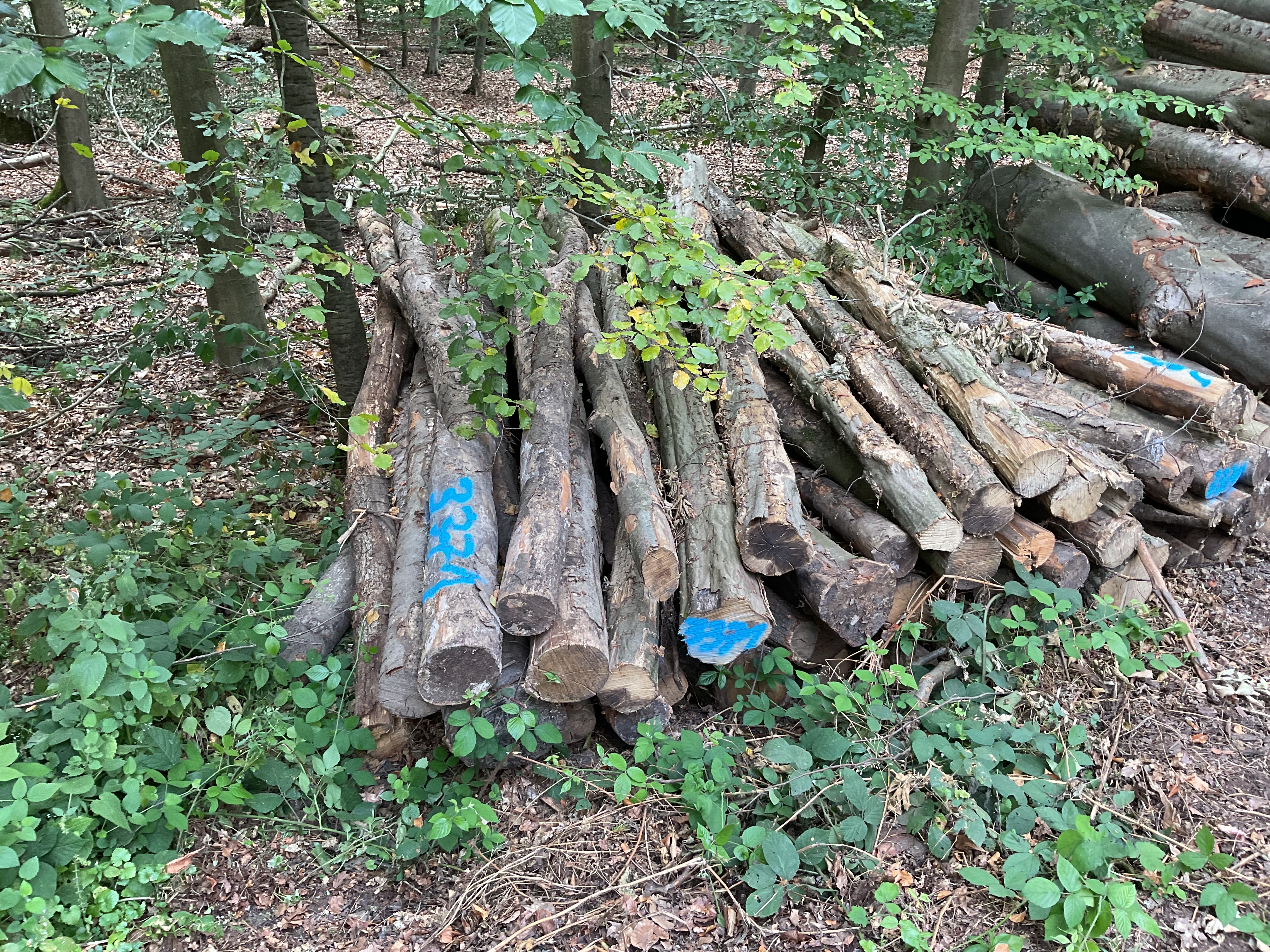 Buche, Polter-Nr. 3371
