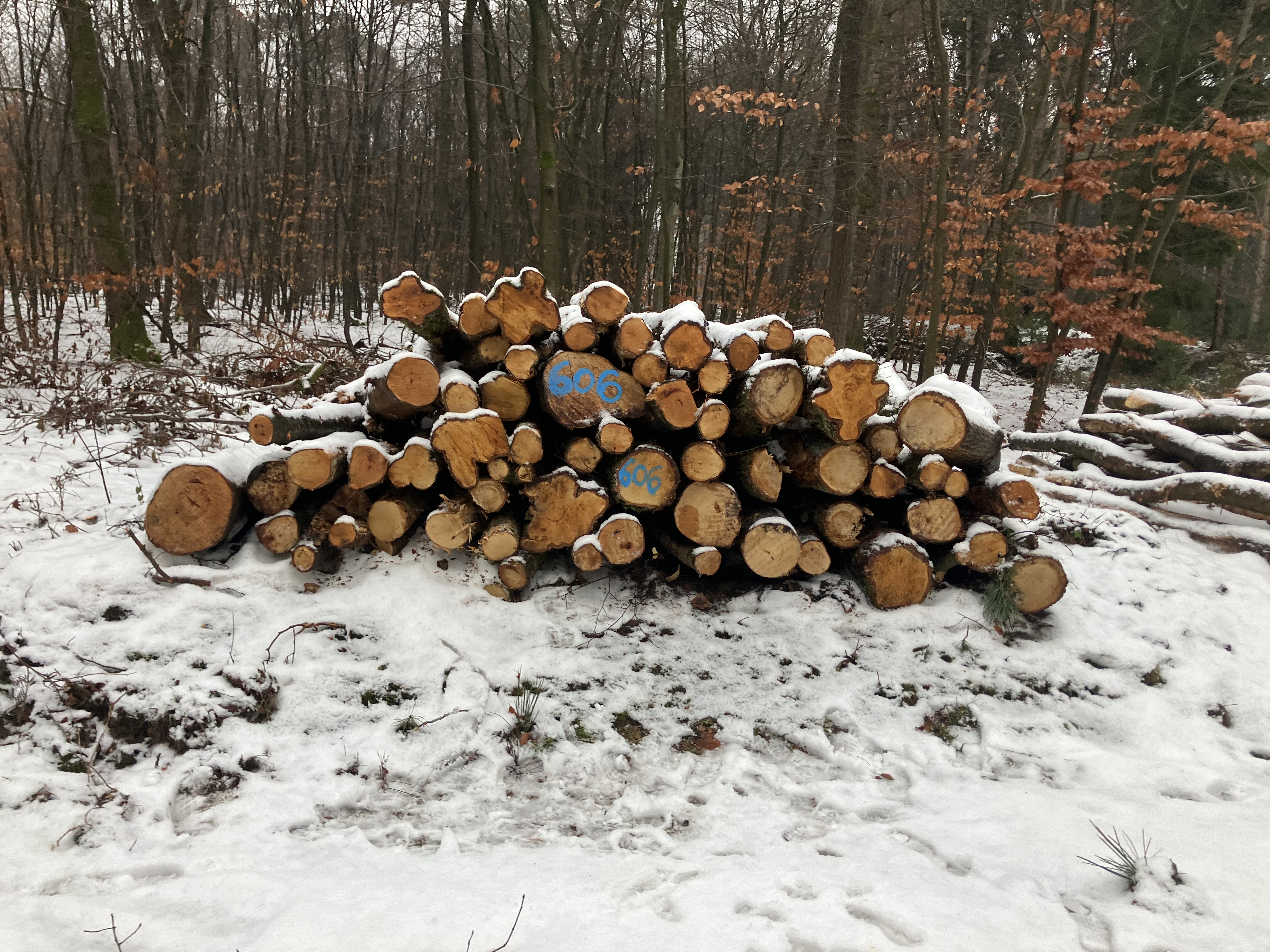 Birke/Buche/Eiche, Polter-Nr. 606