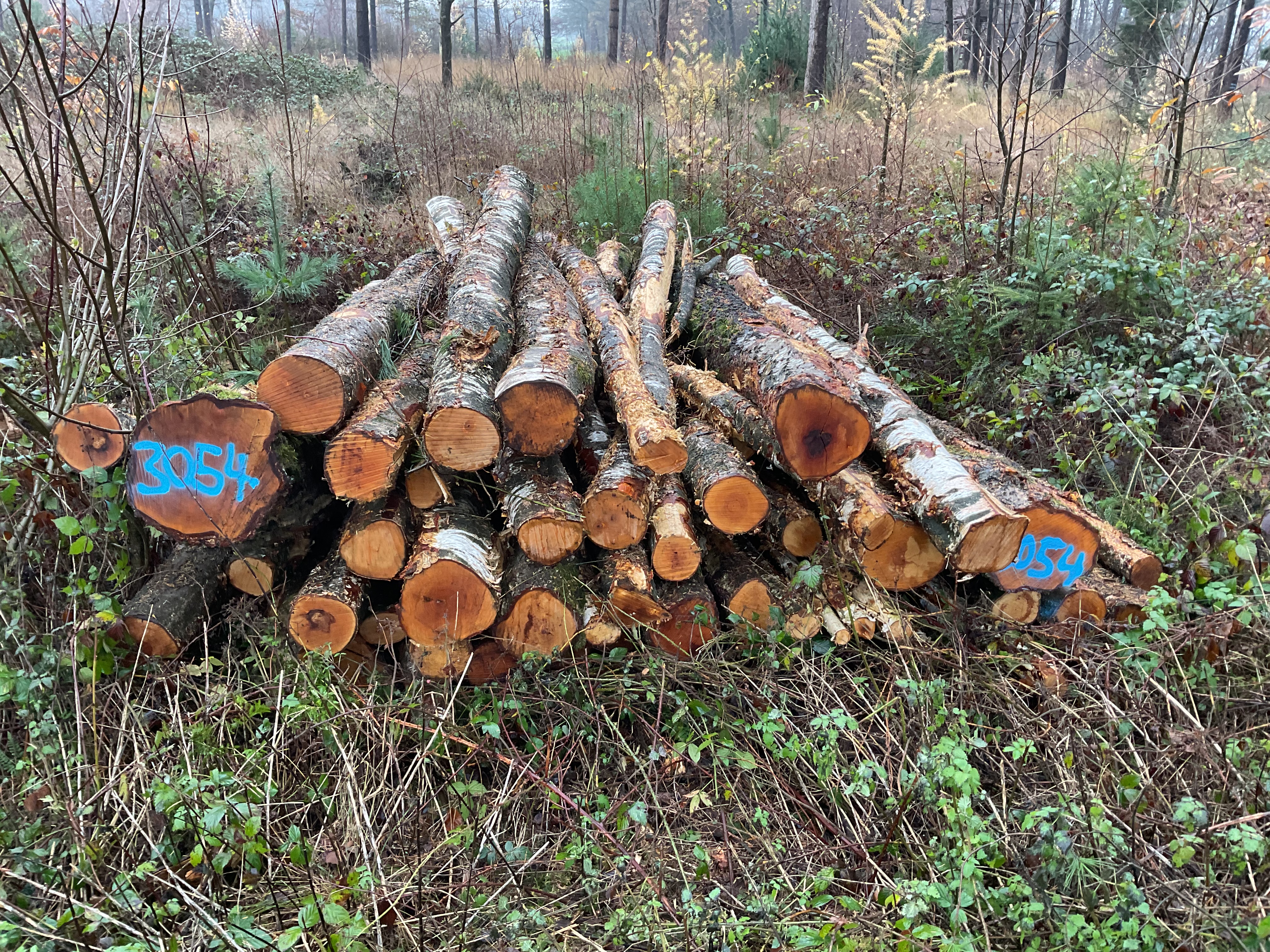 Birke, Polter-Nr. 3054