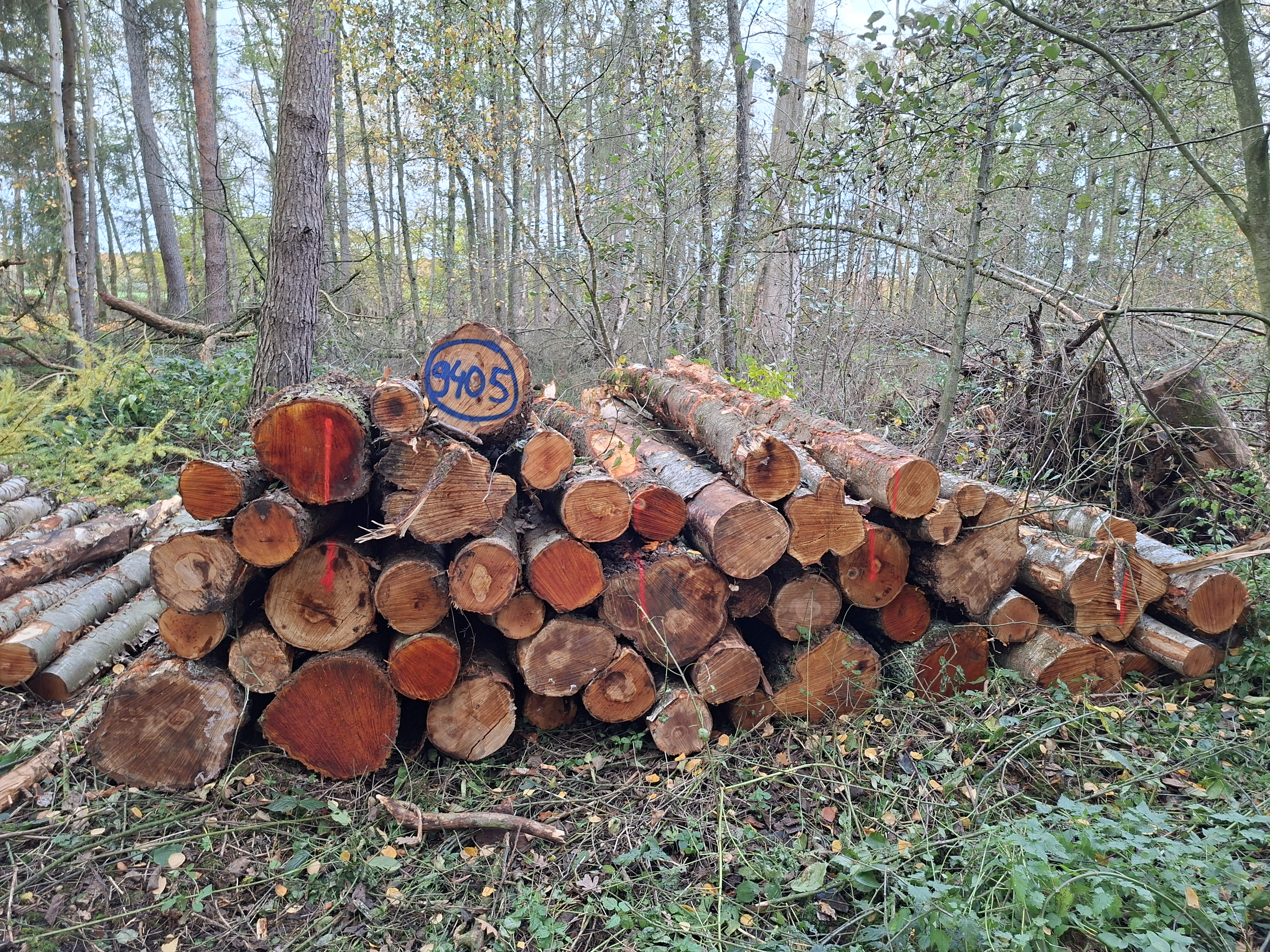 Birke, Polter-Nr. 9405