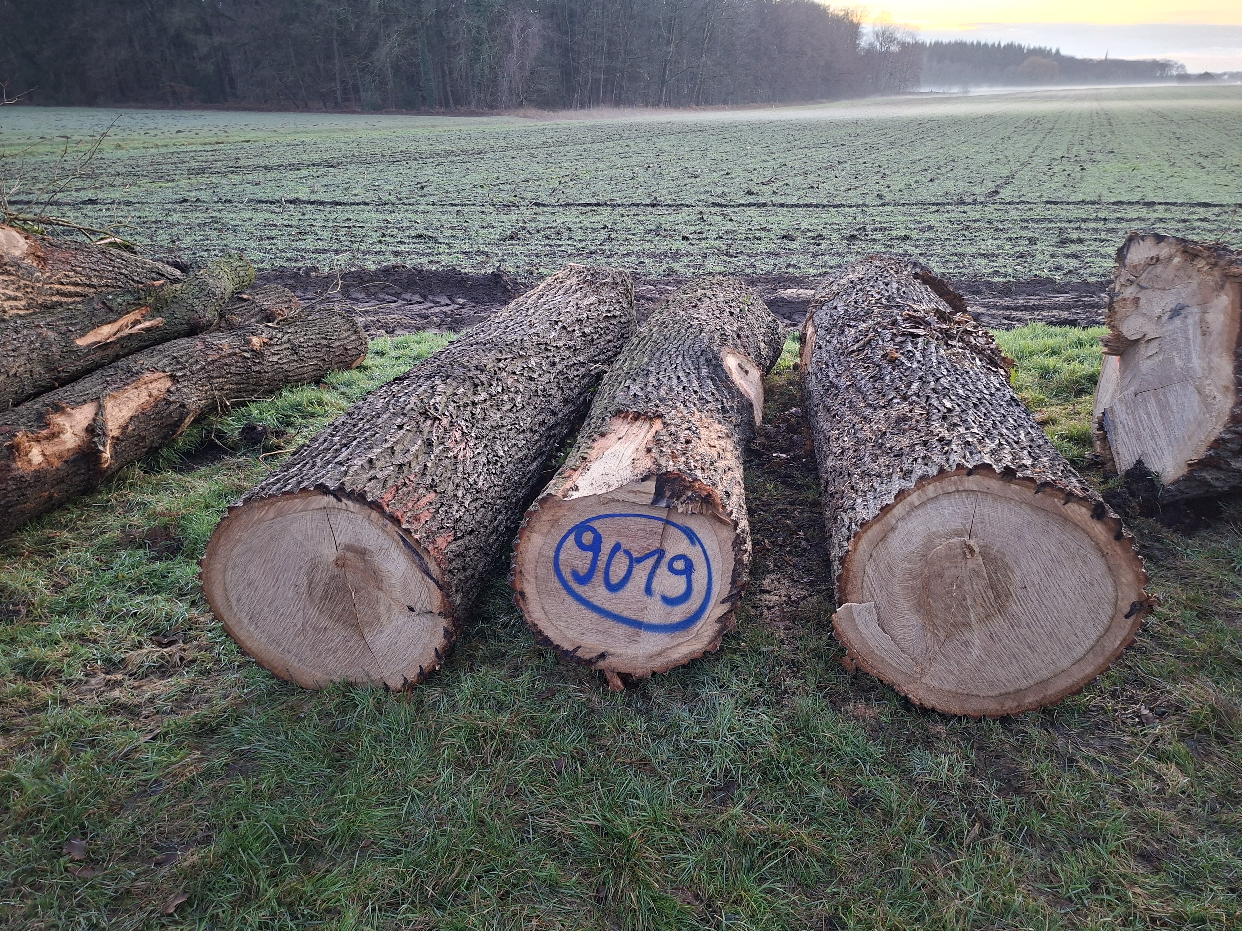 Eiche, Polter-Nr. 9019