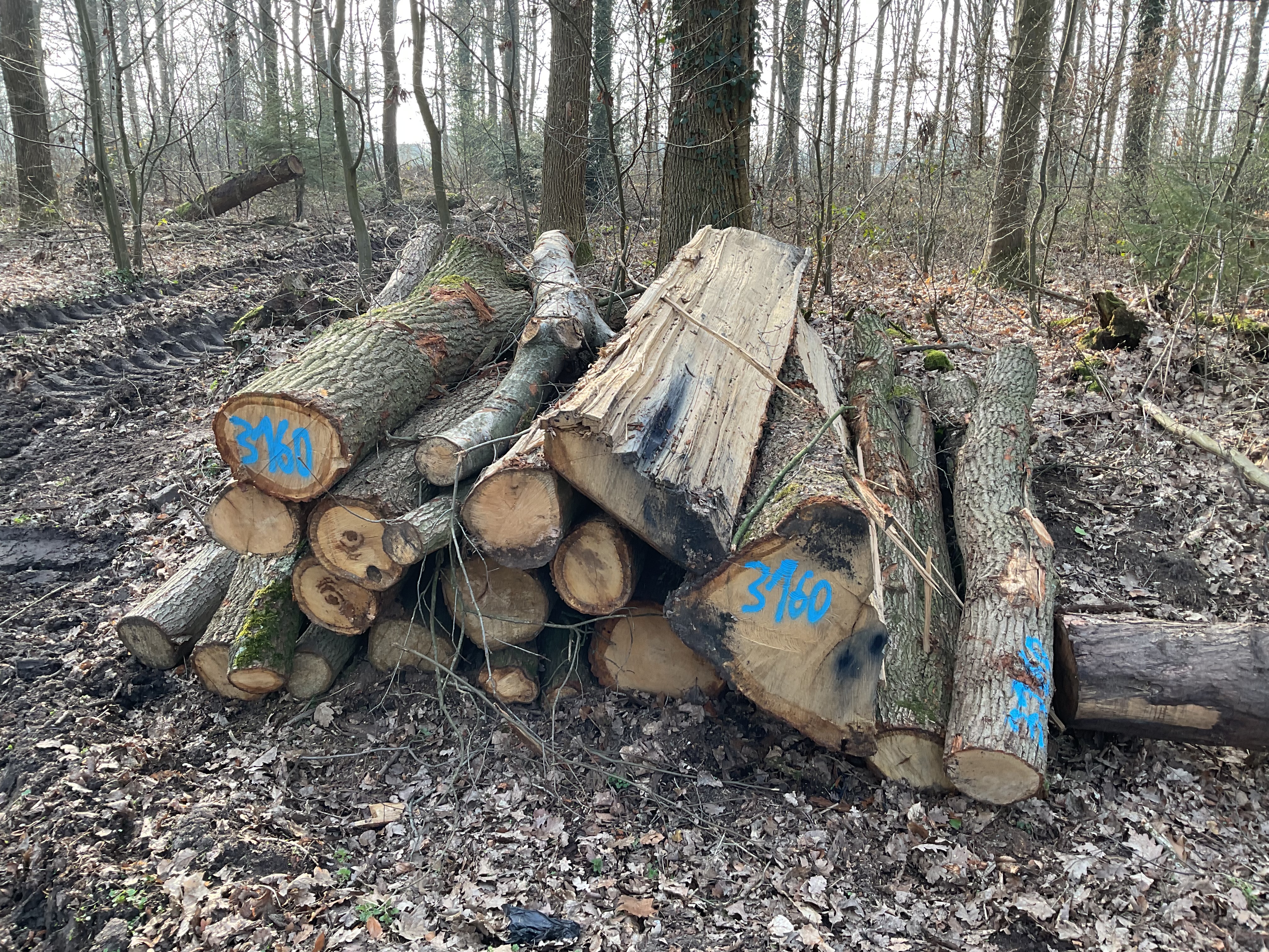 Eiche/Roteiche/Linde, Polter-Nr. 3160